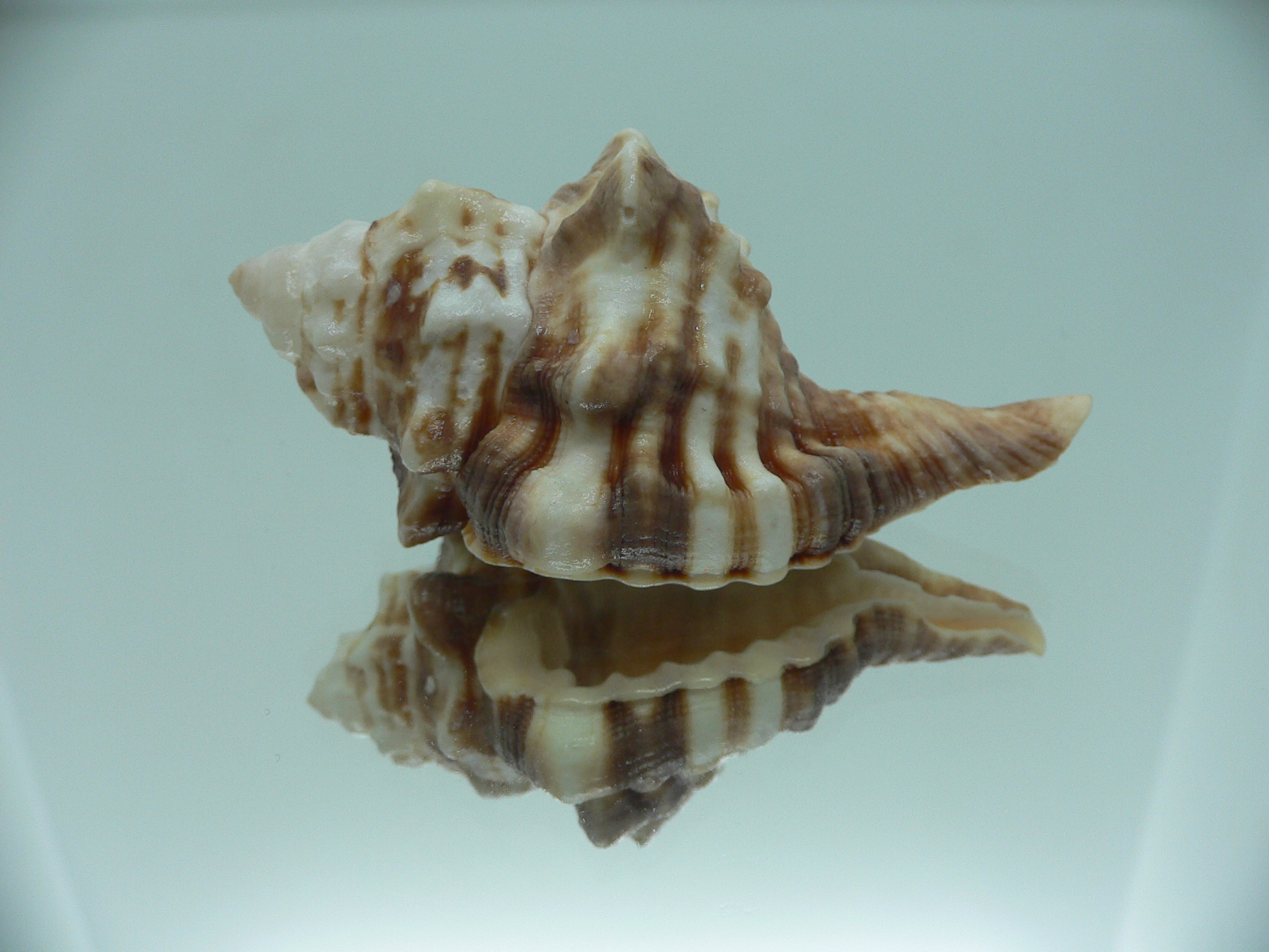 Ranularia trilineata 1