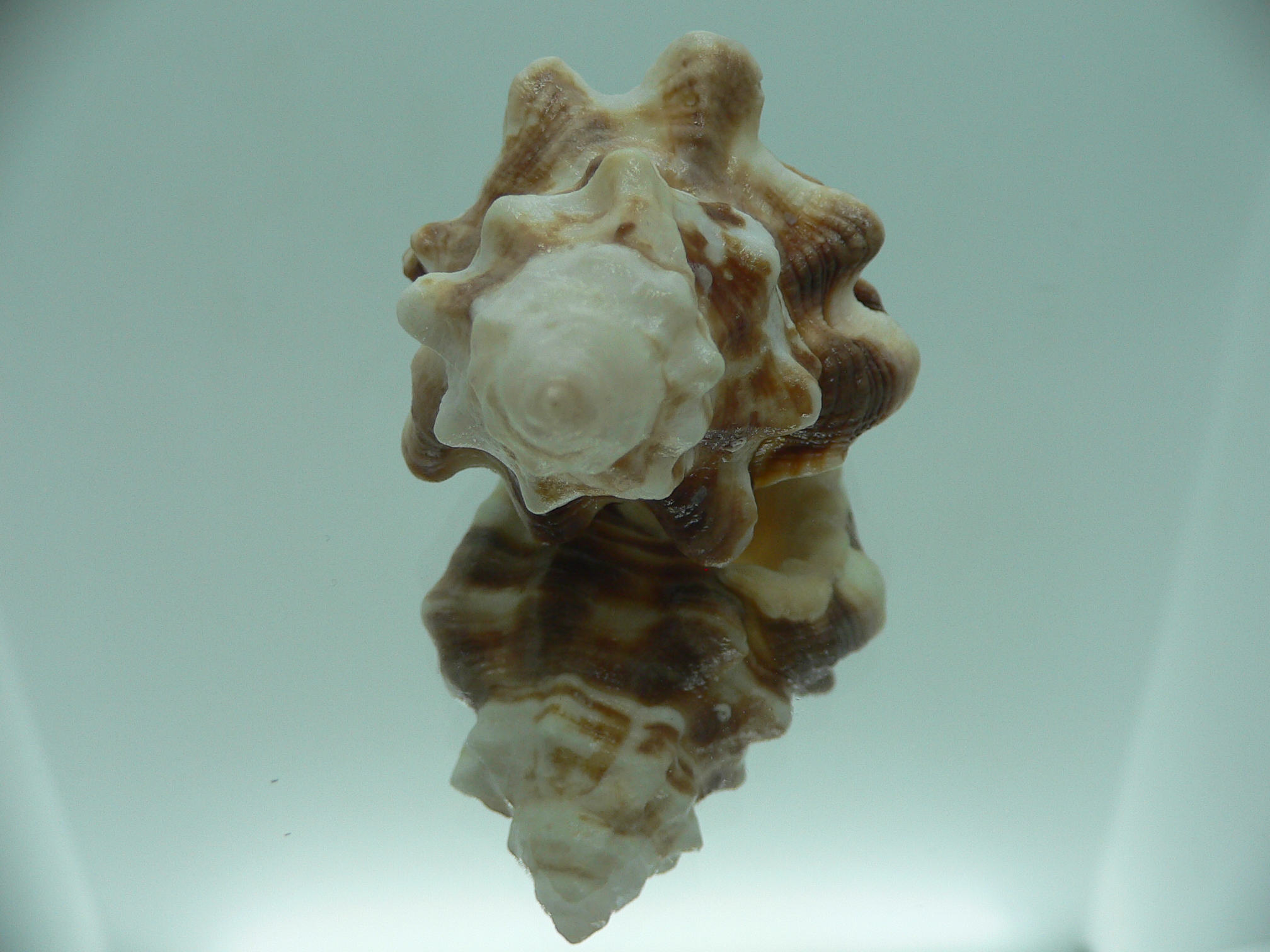 Ranularia trilineata 1