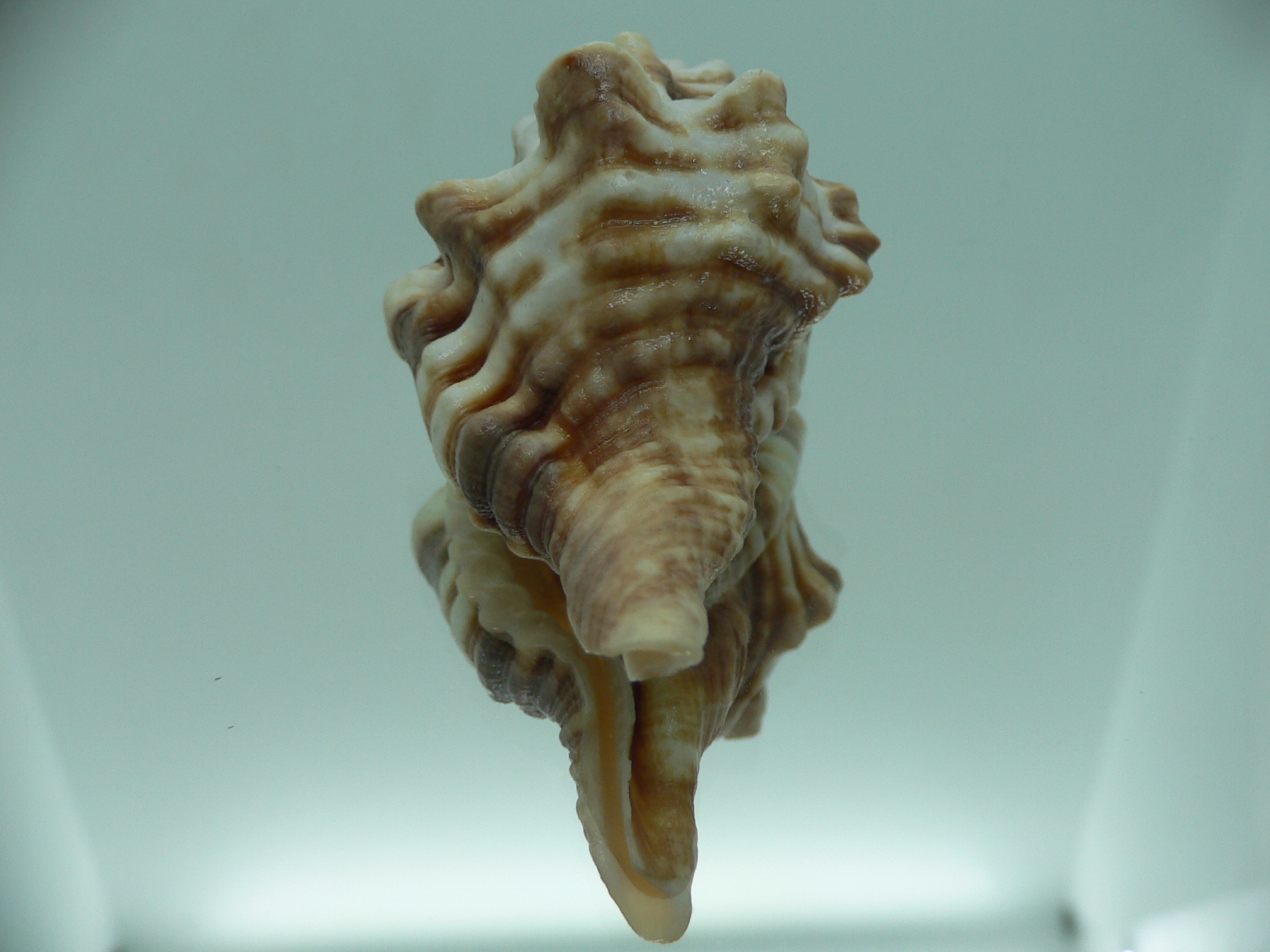 Ranularia trilineata 1