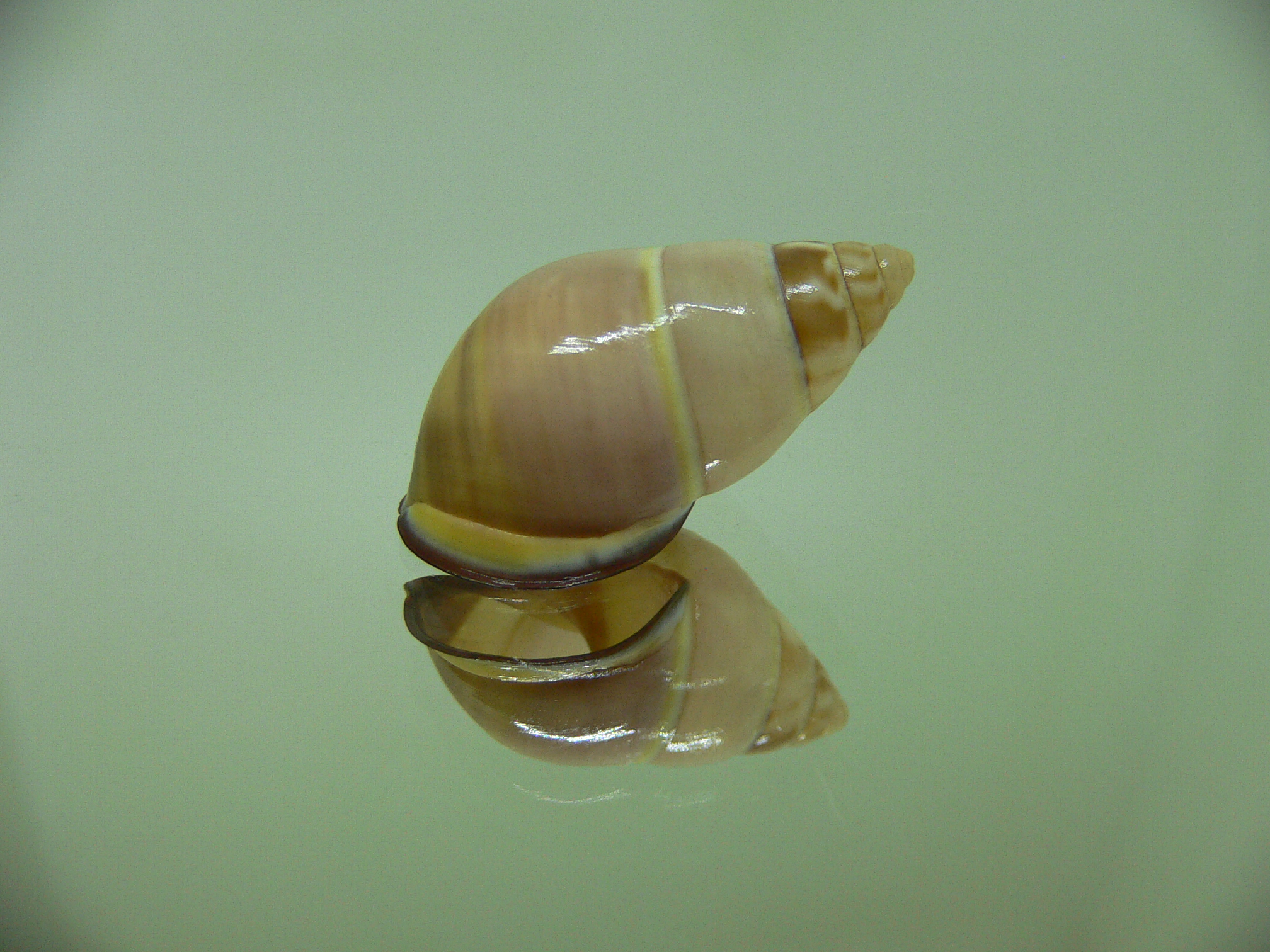 Amphidromus donchani BICOLOR