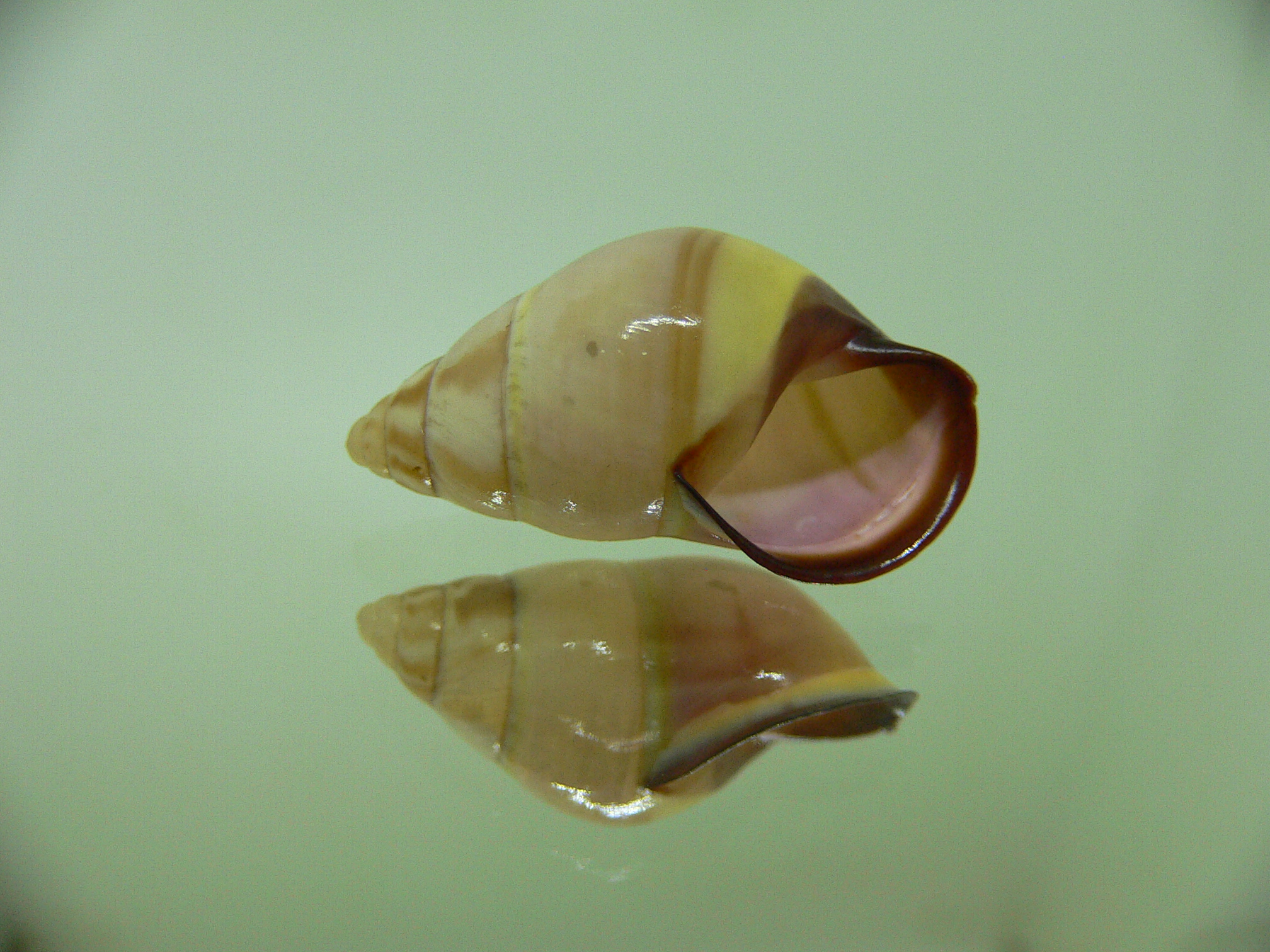 Amphidromus donchani BICOLOR