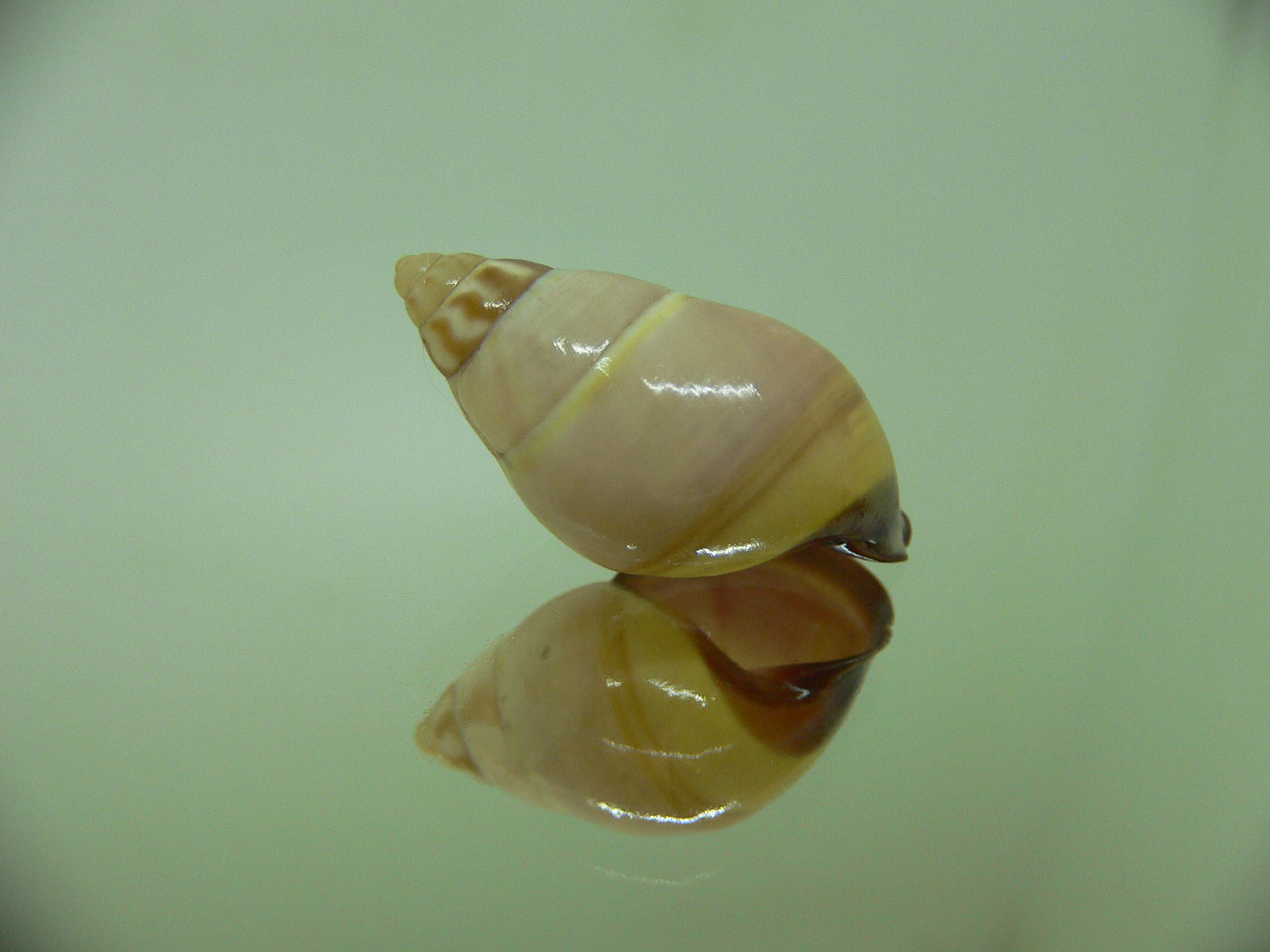 Amphidromus donchani BICOLOR