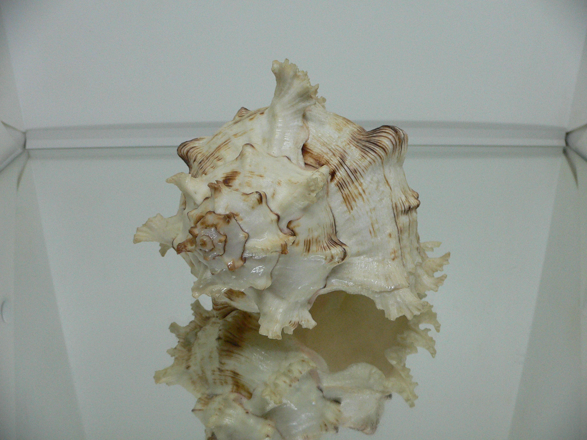 Chicoreus ramosus САМКА & BEAUTIFUL