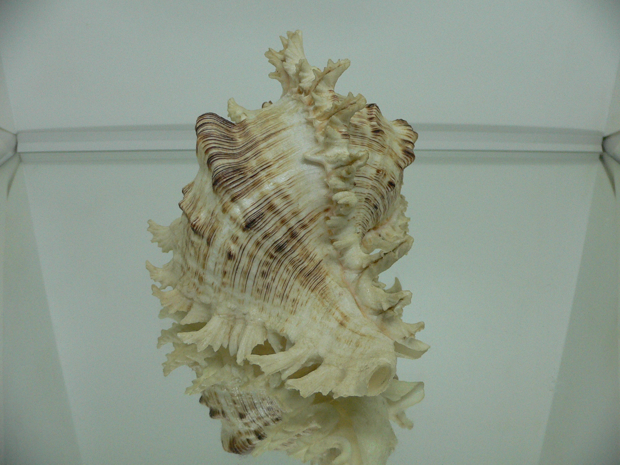 Chicoreus ramosus САМКА & BEAUTIFUL