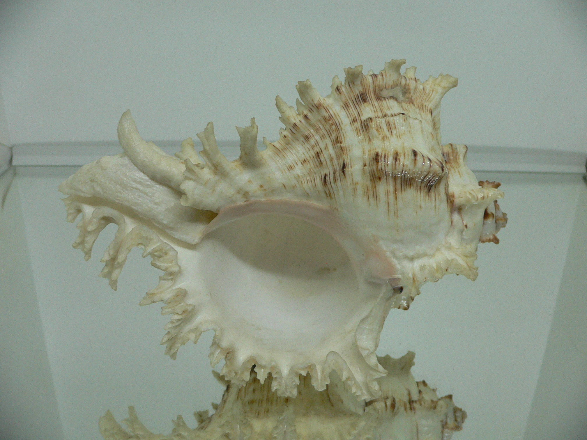 Chicoreus ramosus САМКА & BEAUTIFUL