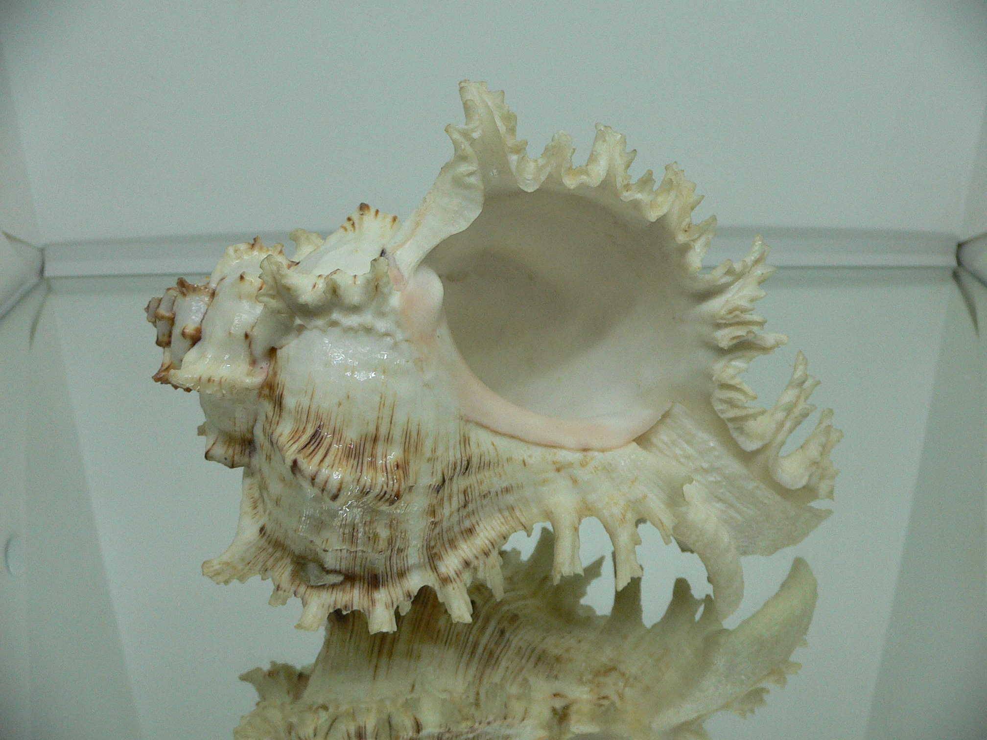 Chicoreus ramosus САМКА & BEAUTIFUL