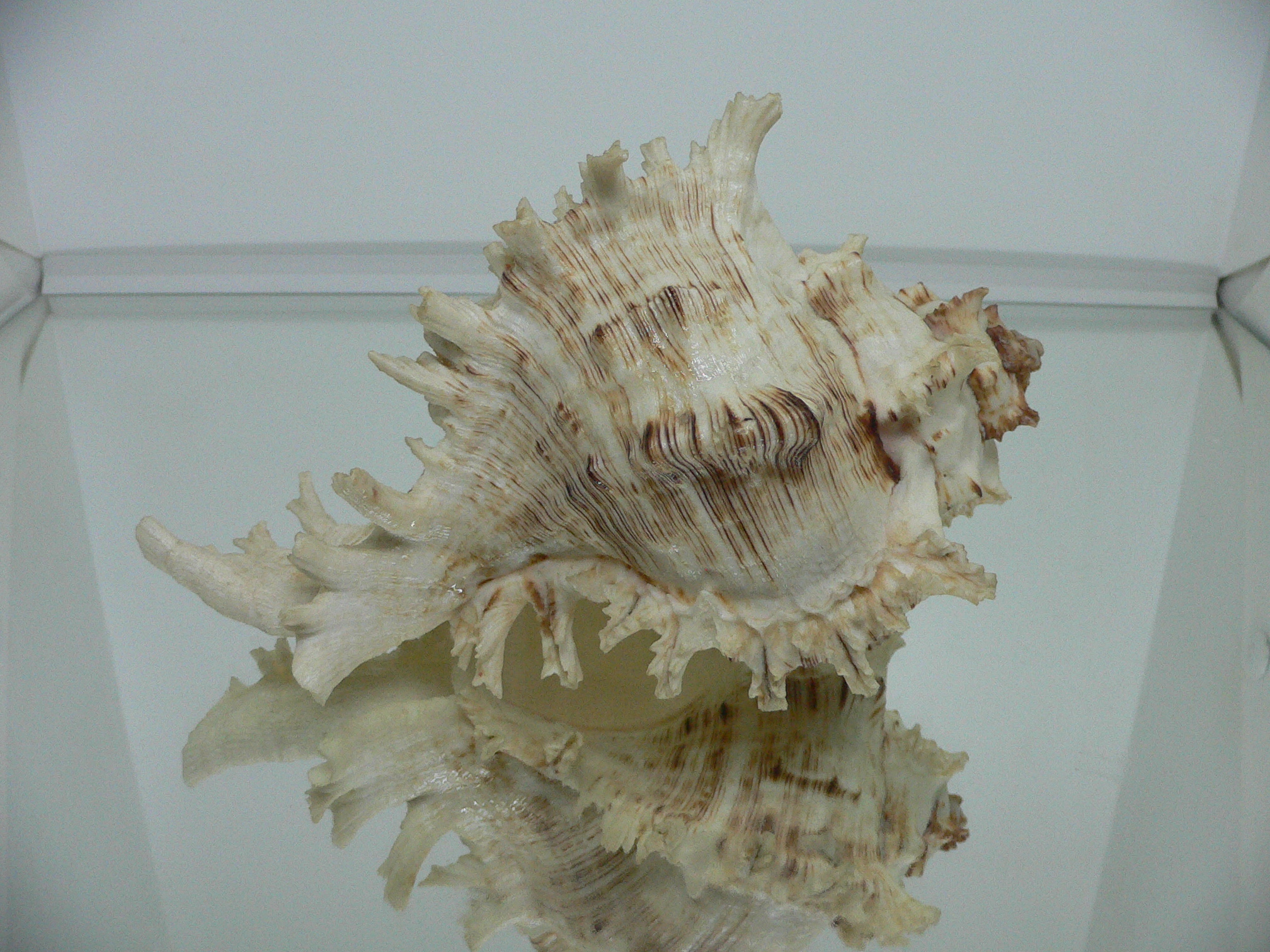Chicoreus ramosus САМКА & BEAUTIFUL