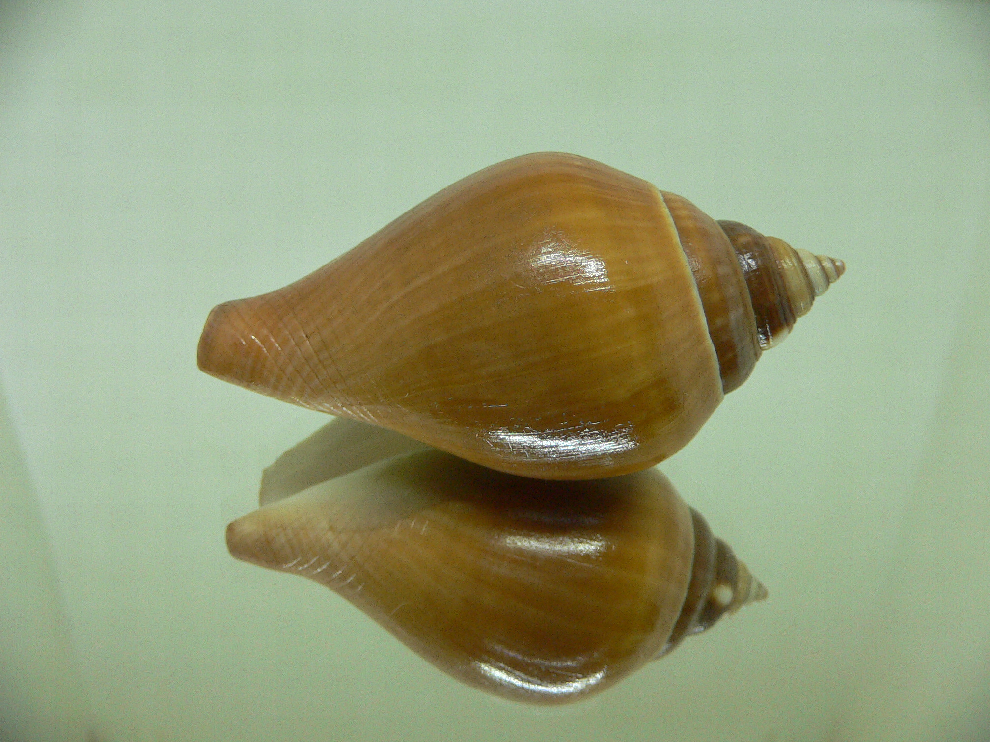 Laevistrombus turturella isabella (var.)