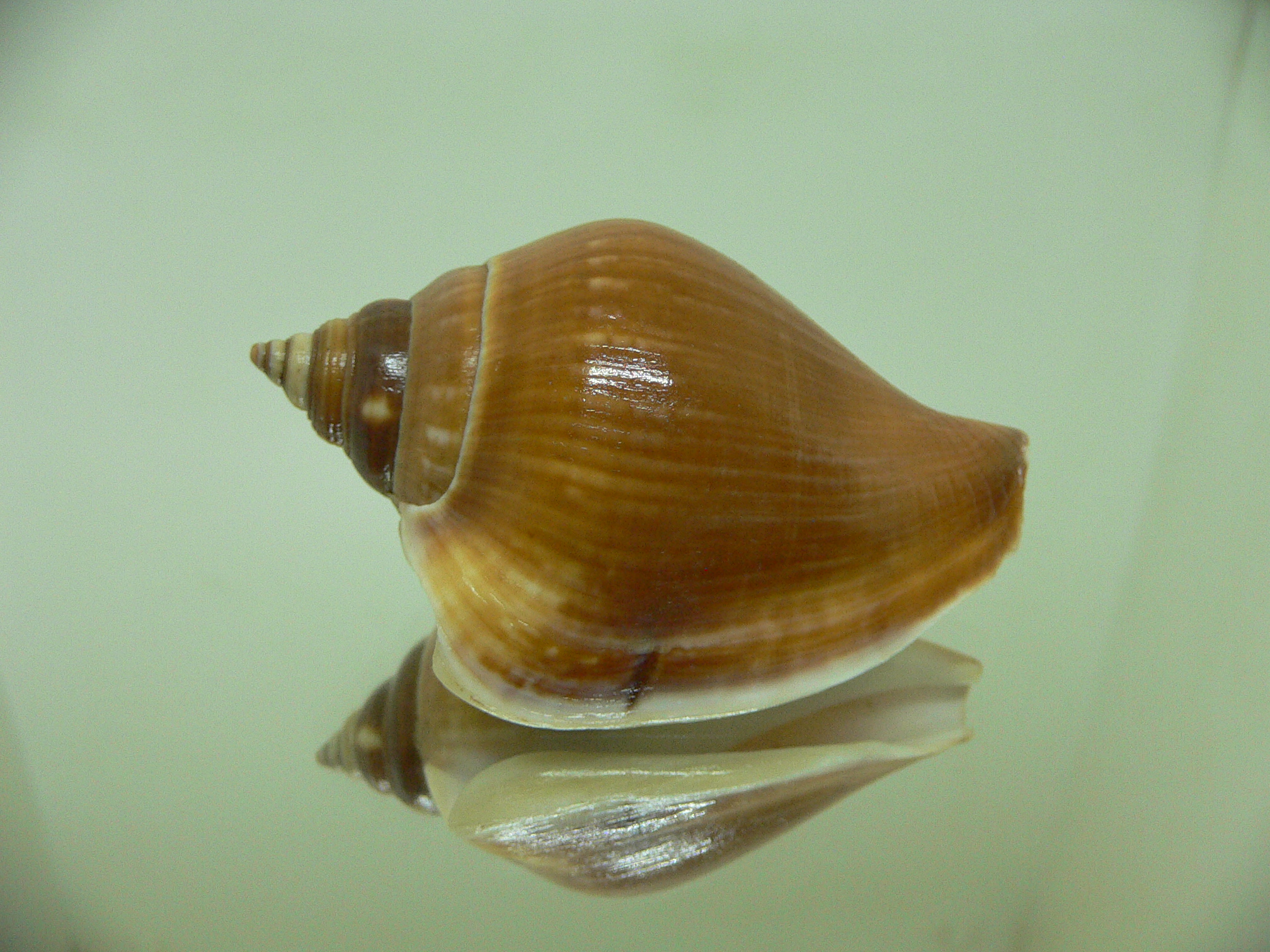 Laevistrombus turturella isabella (var.)