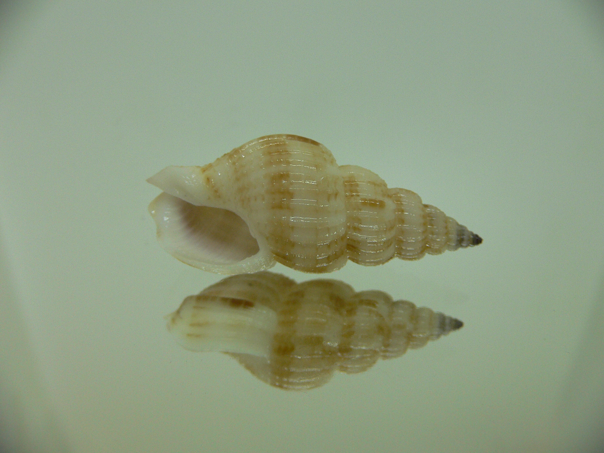 Antillophos varicosus BIG