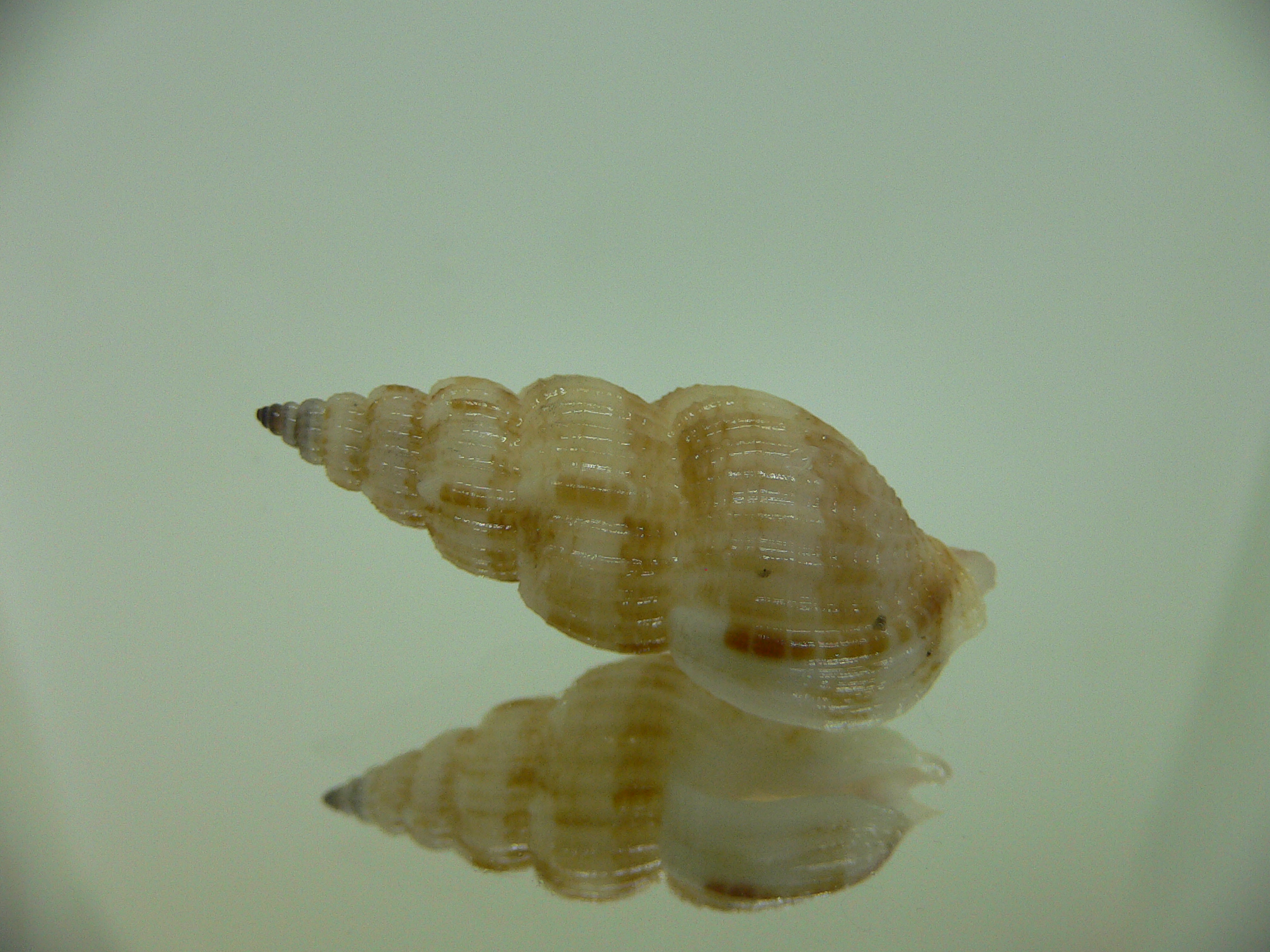 Antillophos varicosus BIG