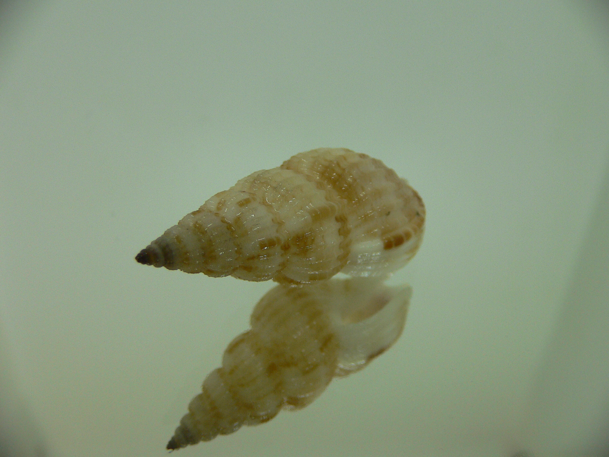 Antillophos varicosus BIG