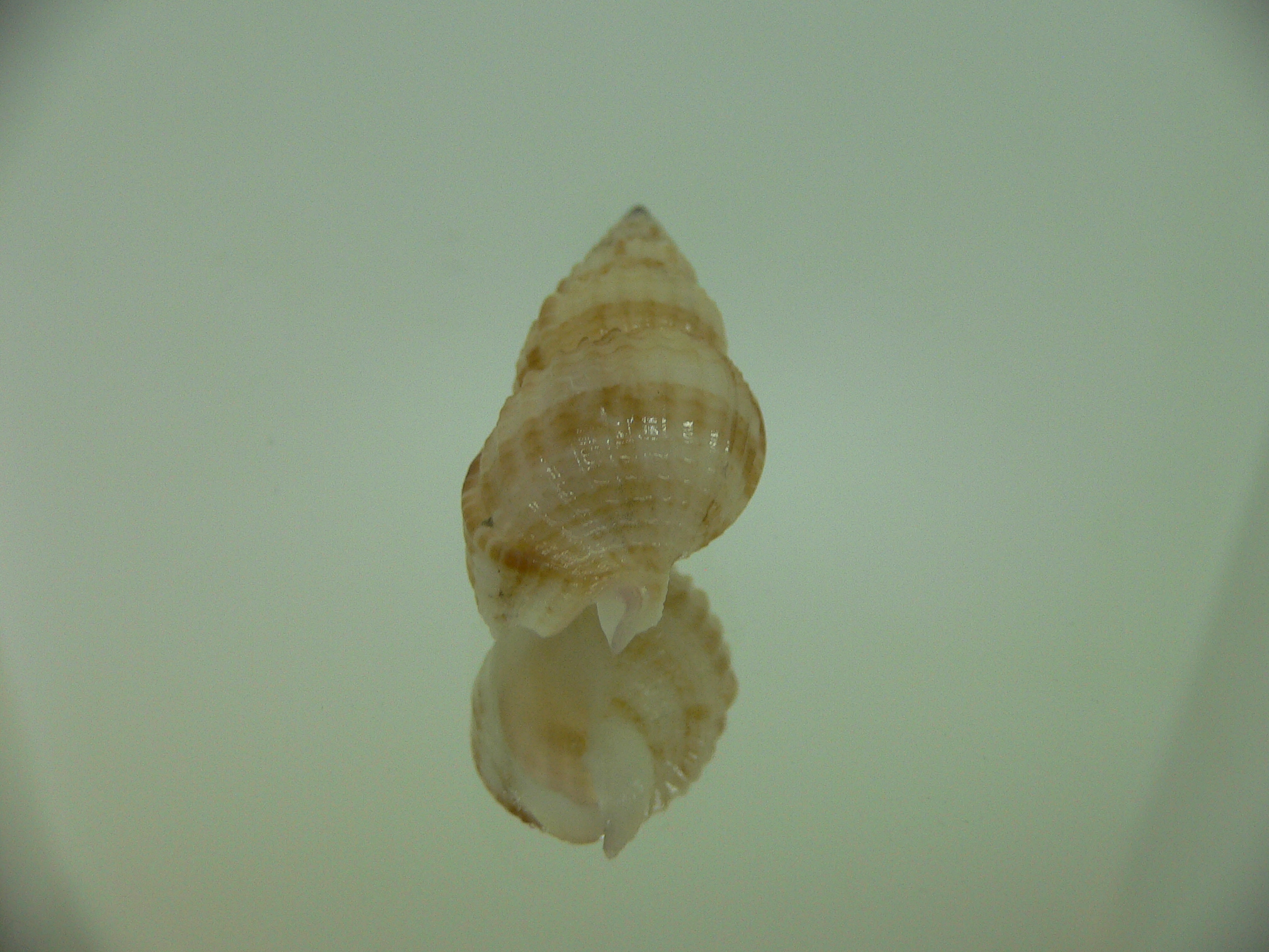 Antillophos varicosus BIG