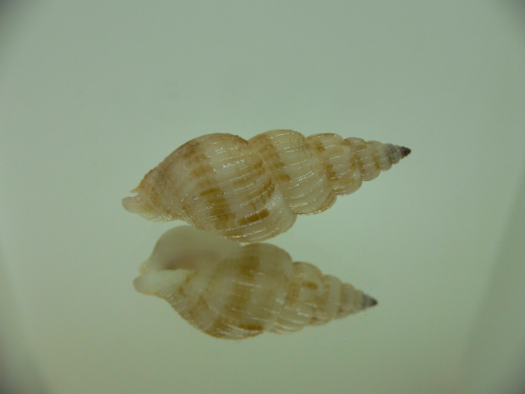 Antillophos varicosus BIG