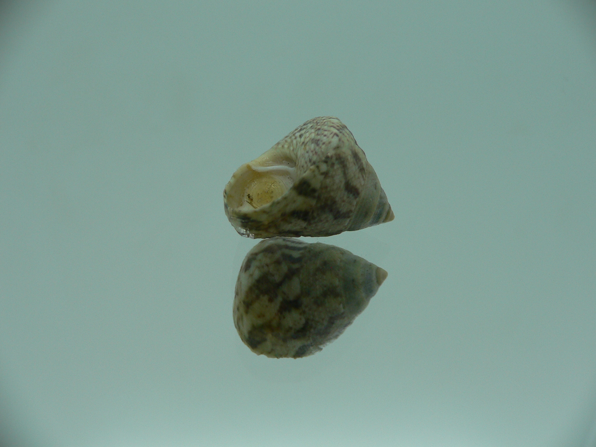 Calthalotia strigata MOTLEY