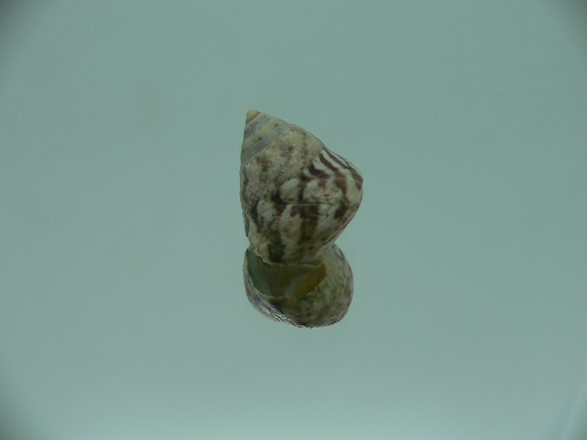 Calthalotia strigata MOTLEY