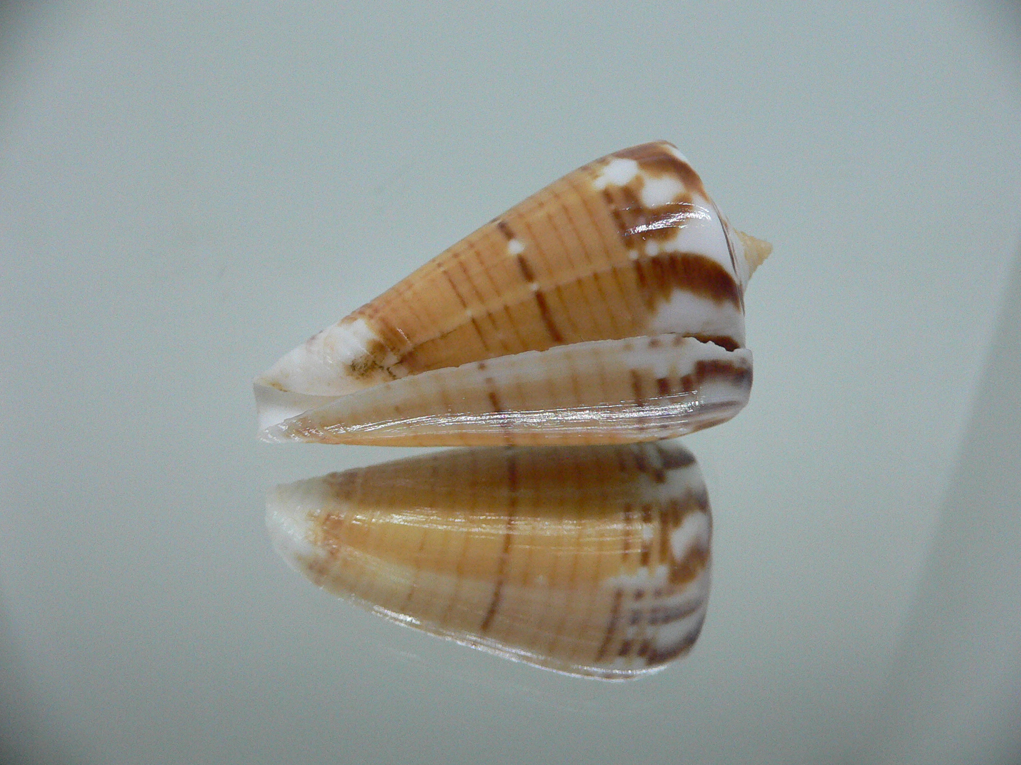 Conus malacanus