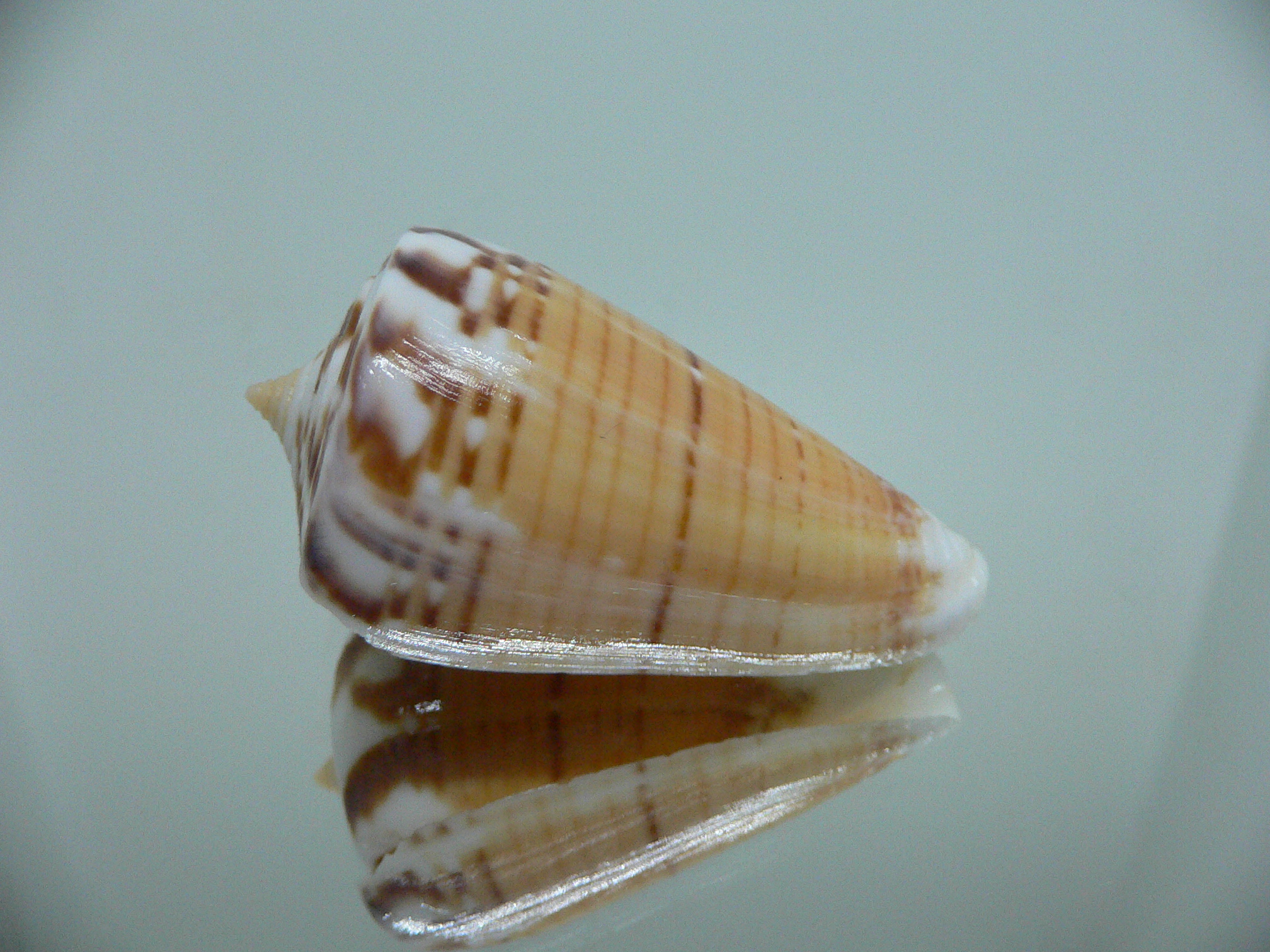 Conus malacanus