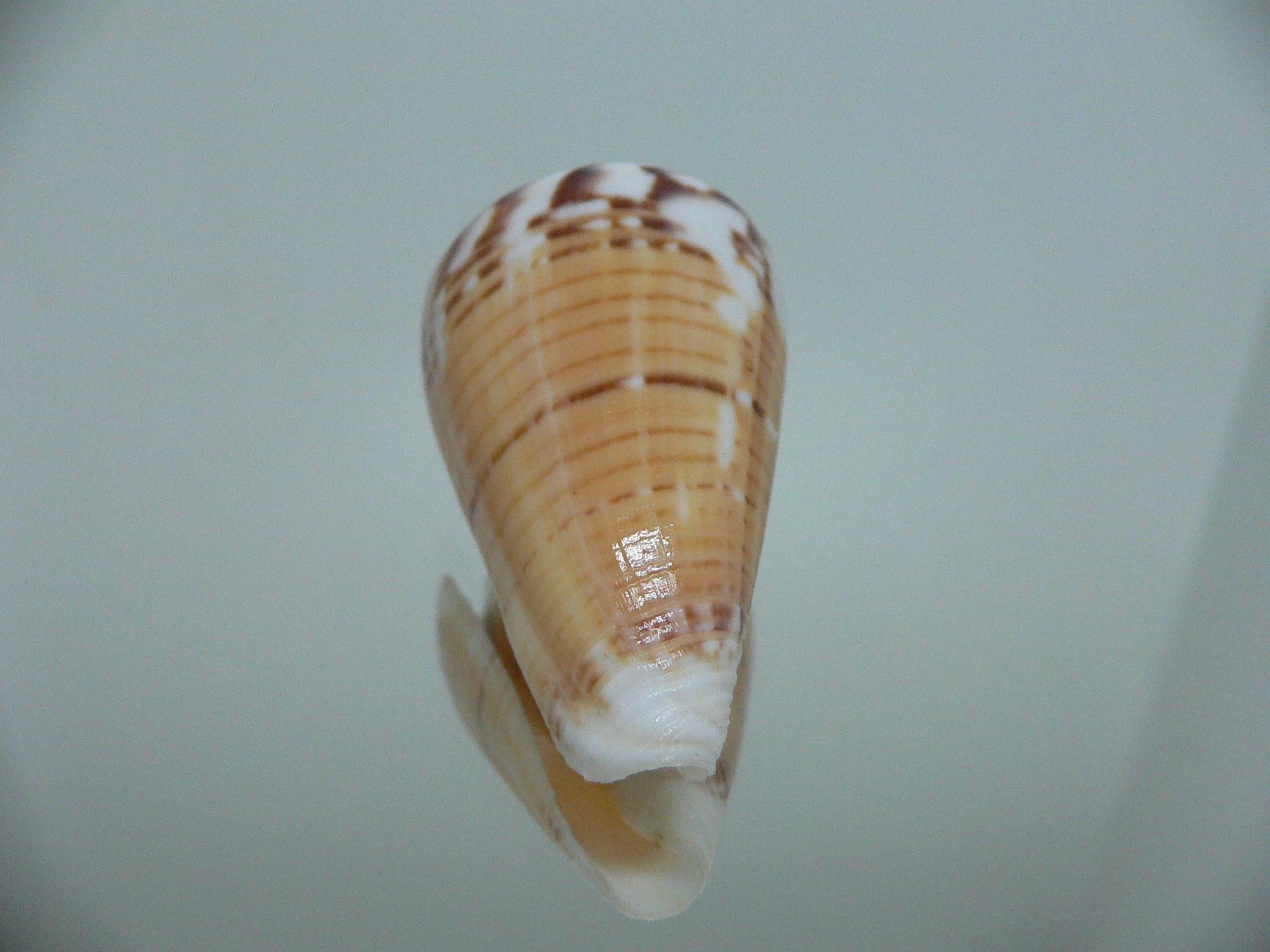 Conus malacanus