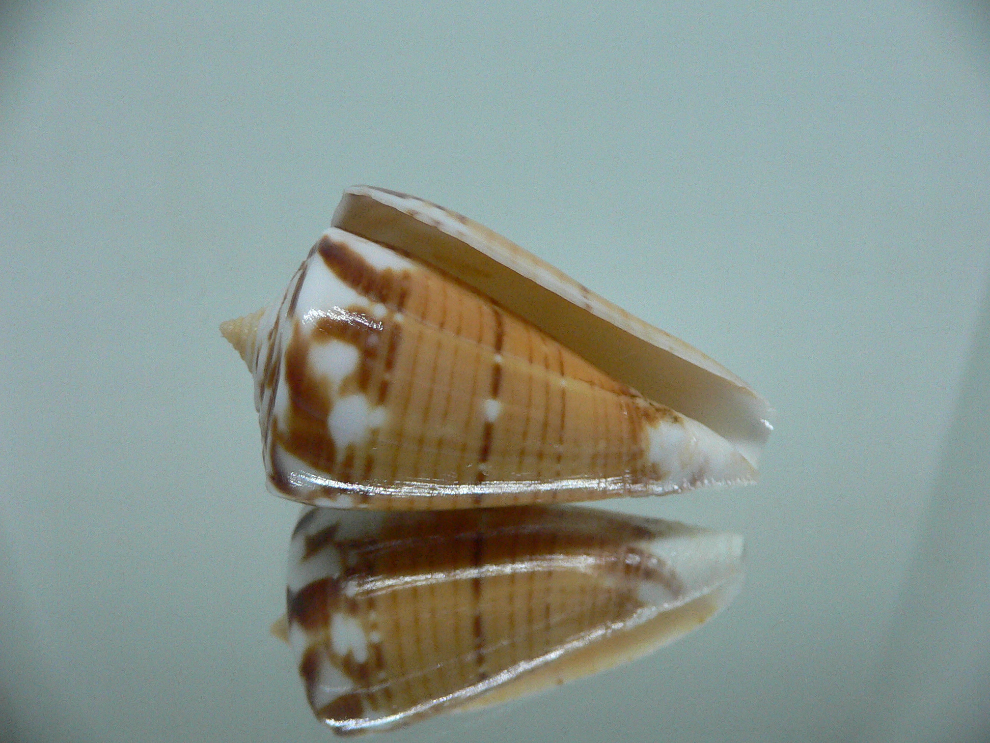 Conus malacanus
