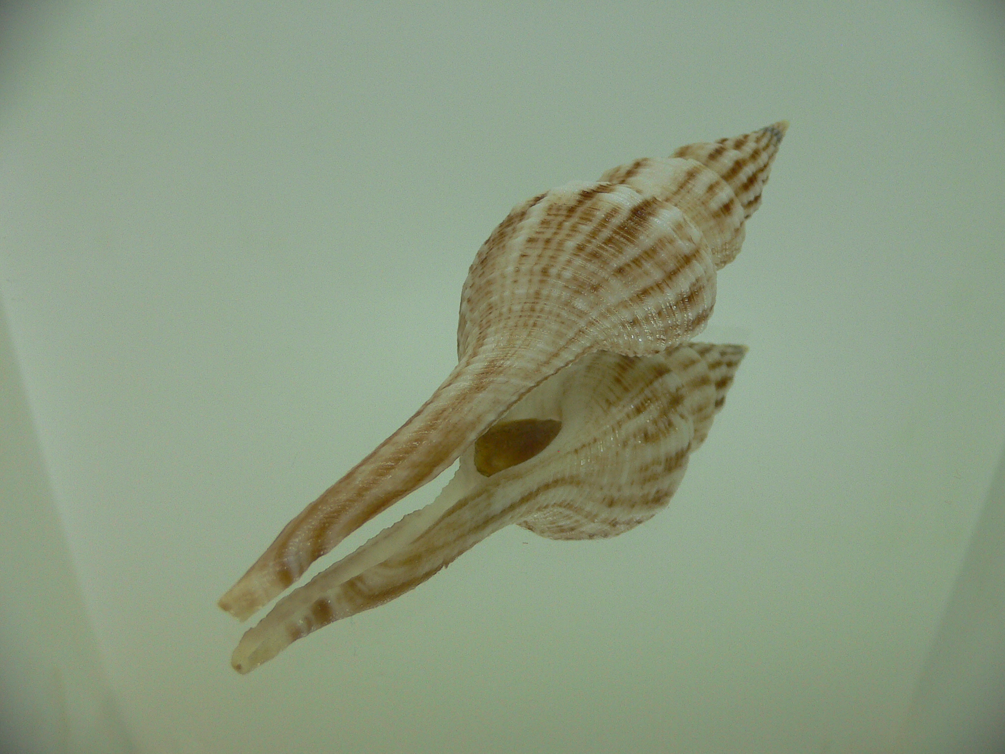 Fusinus cf. diandraensis