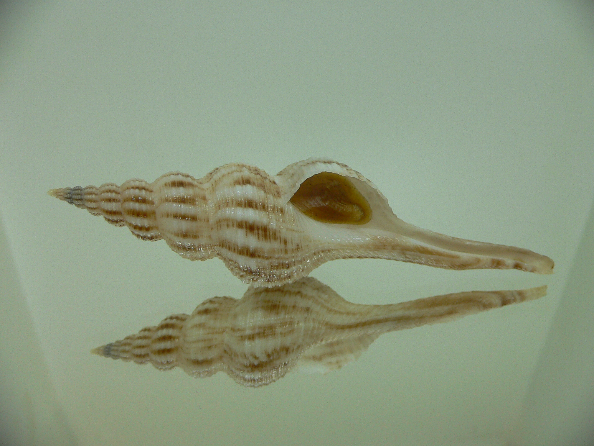 Fusinus cf. diandraensis