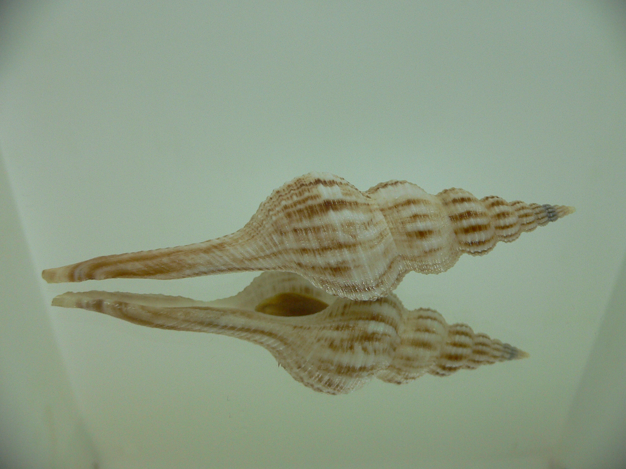 Fusinus cf. diandraensis