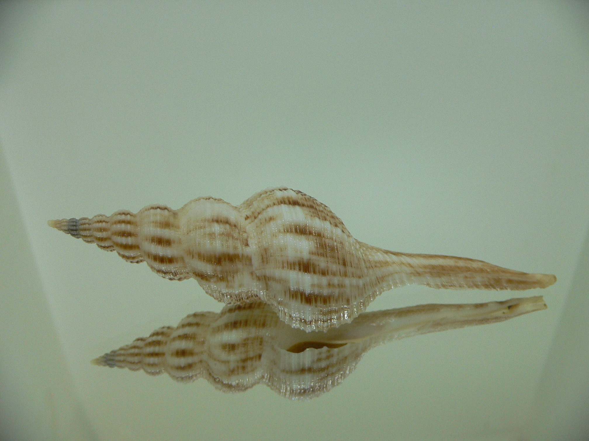 Fusinus cf. diandraensis