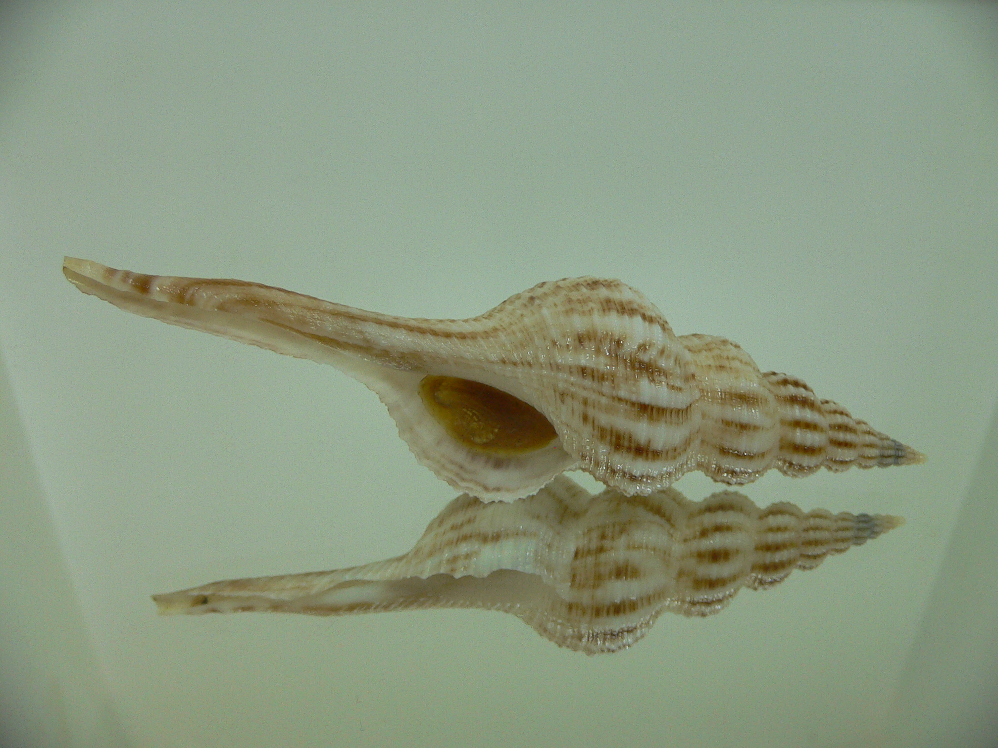 Fusinus cf. diandraensis