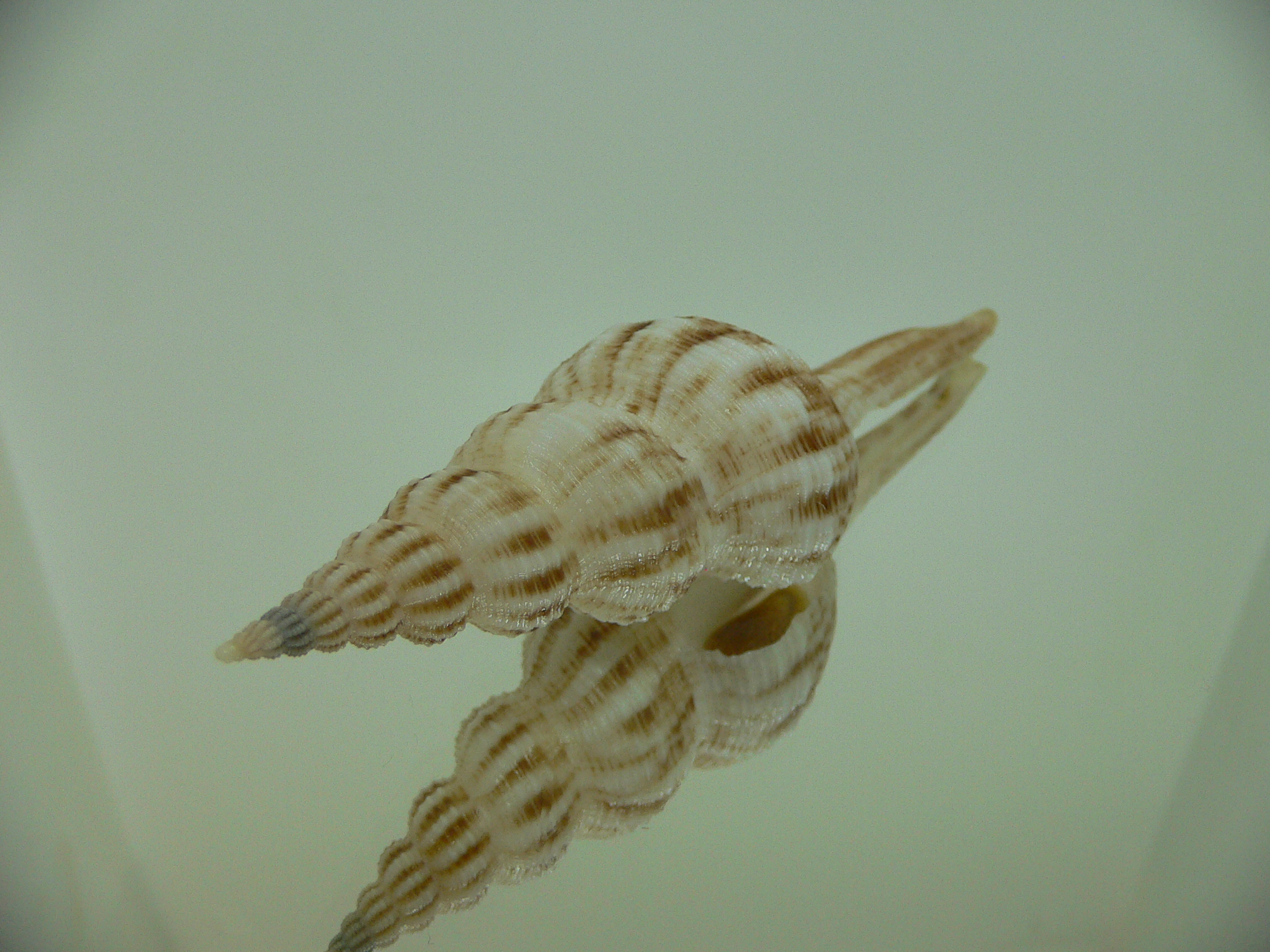 Fusinus cf. diandraensis