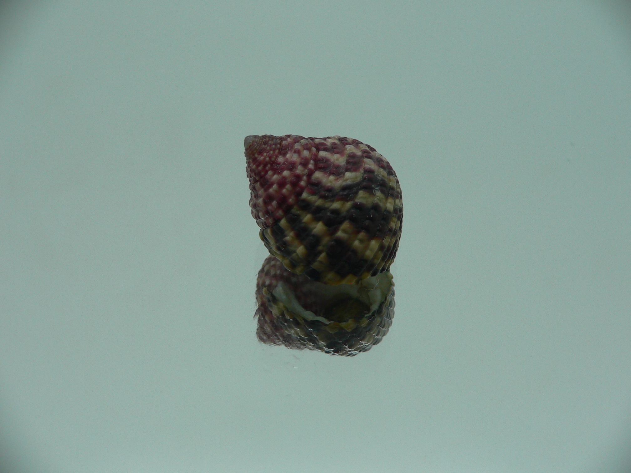 Monodonta labio labio LILAC & SUPER