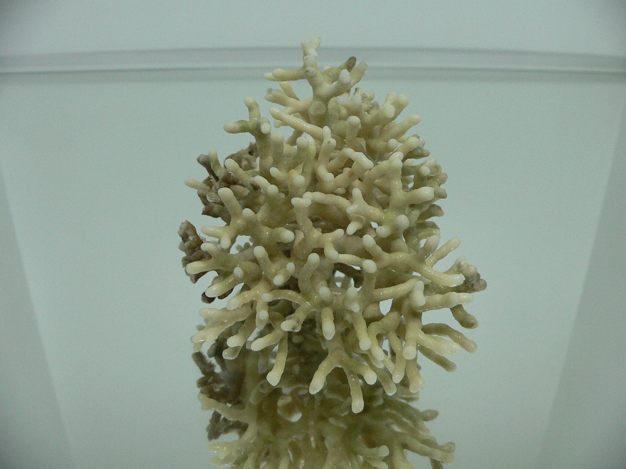 МШАНКИ + Serpula SP.