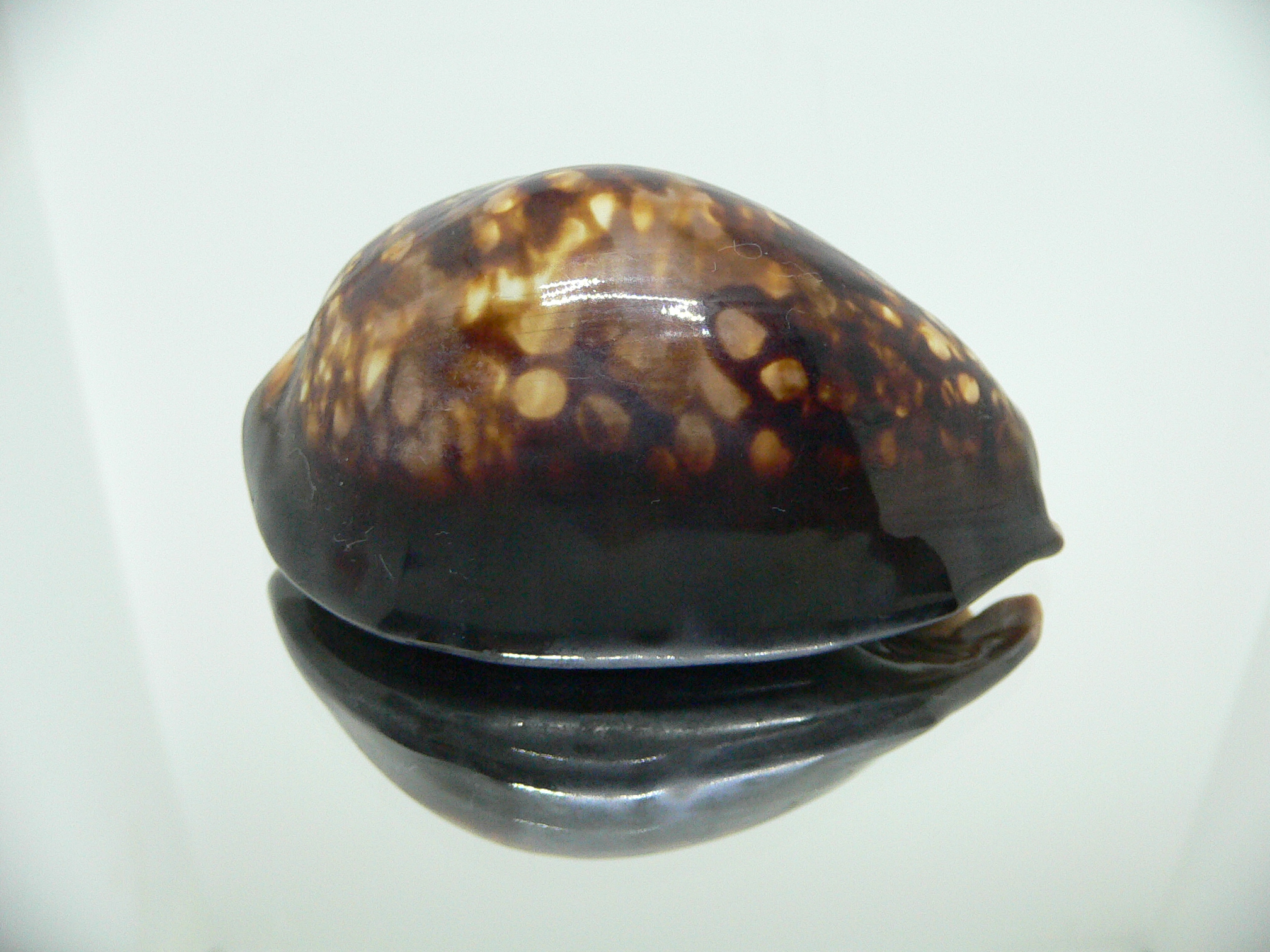 Cypraea mauritiana