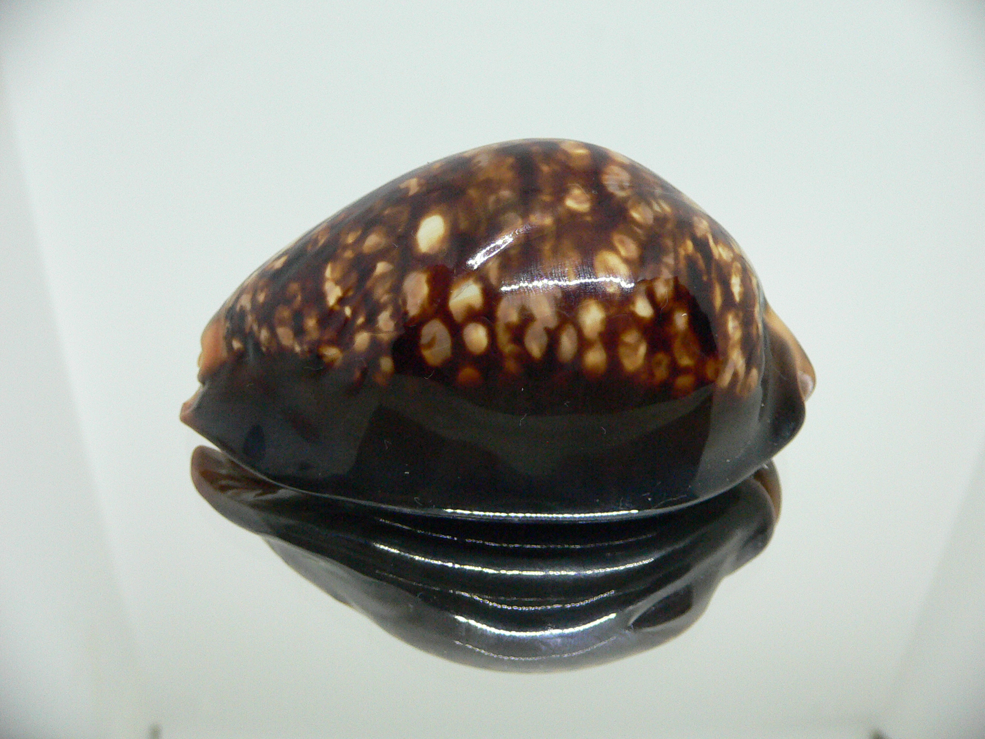 Cypraea mauritiana