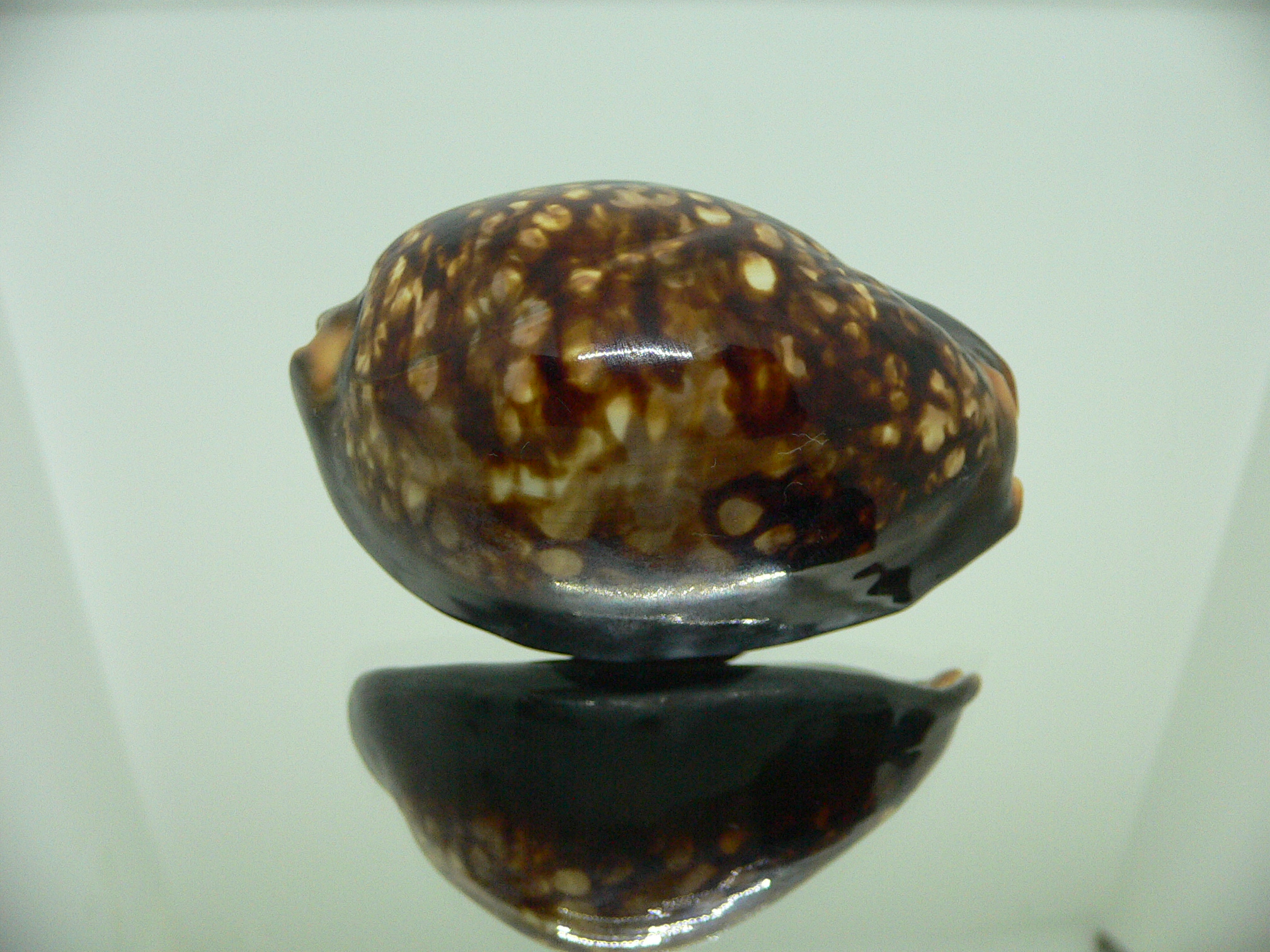 Cypraea mauritiana