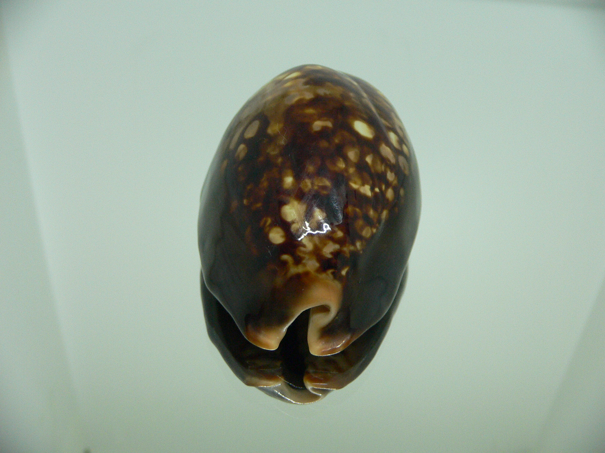 Cypraea mauritiana