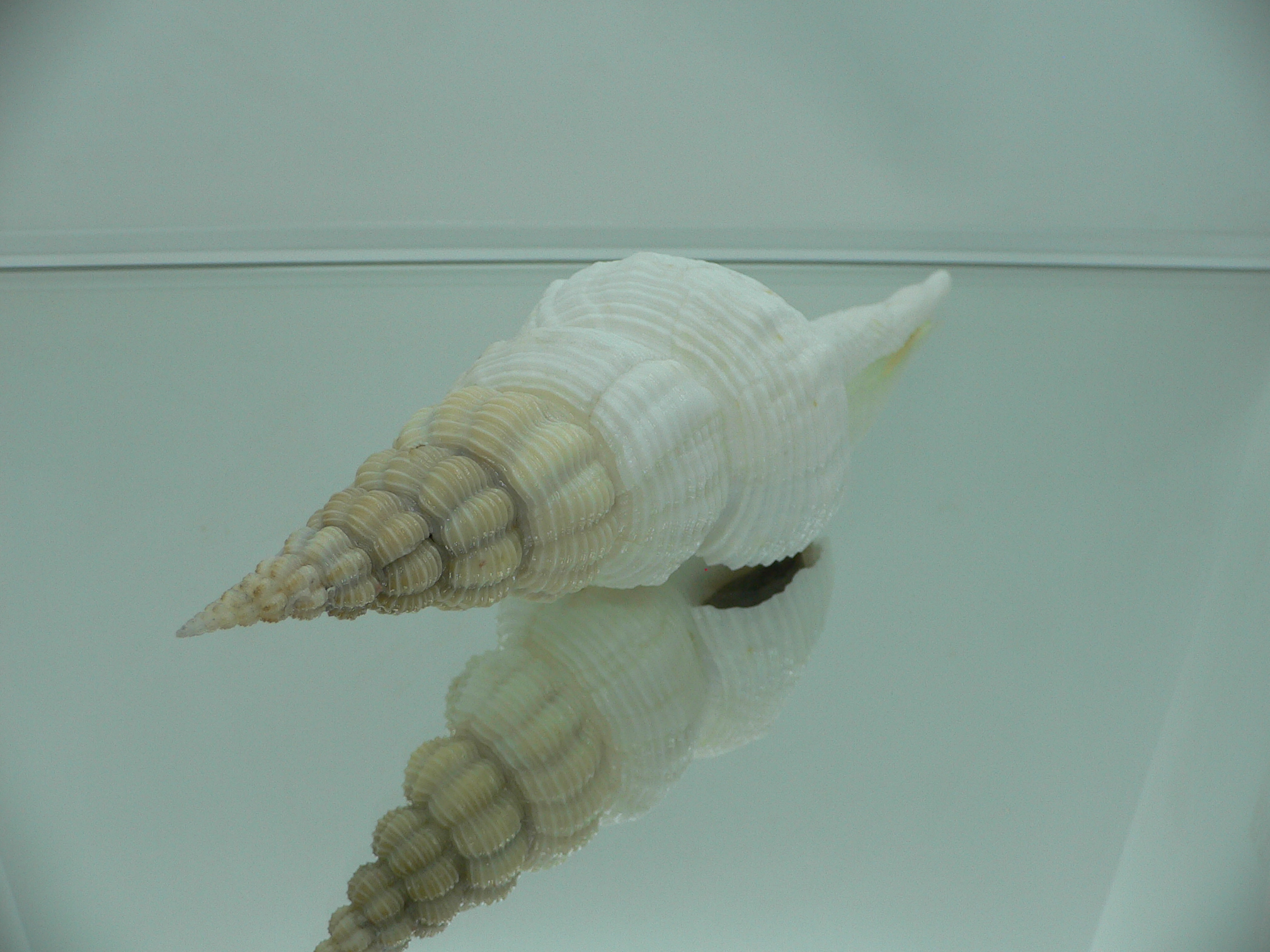 Fusinus salisburyi VERY GOOD SIZE