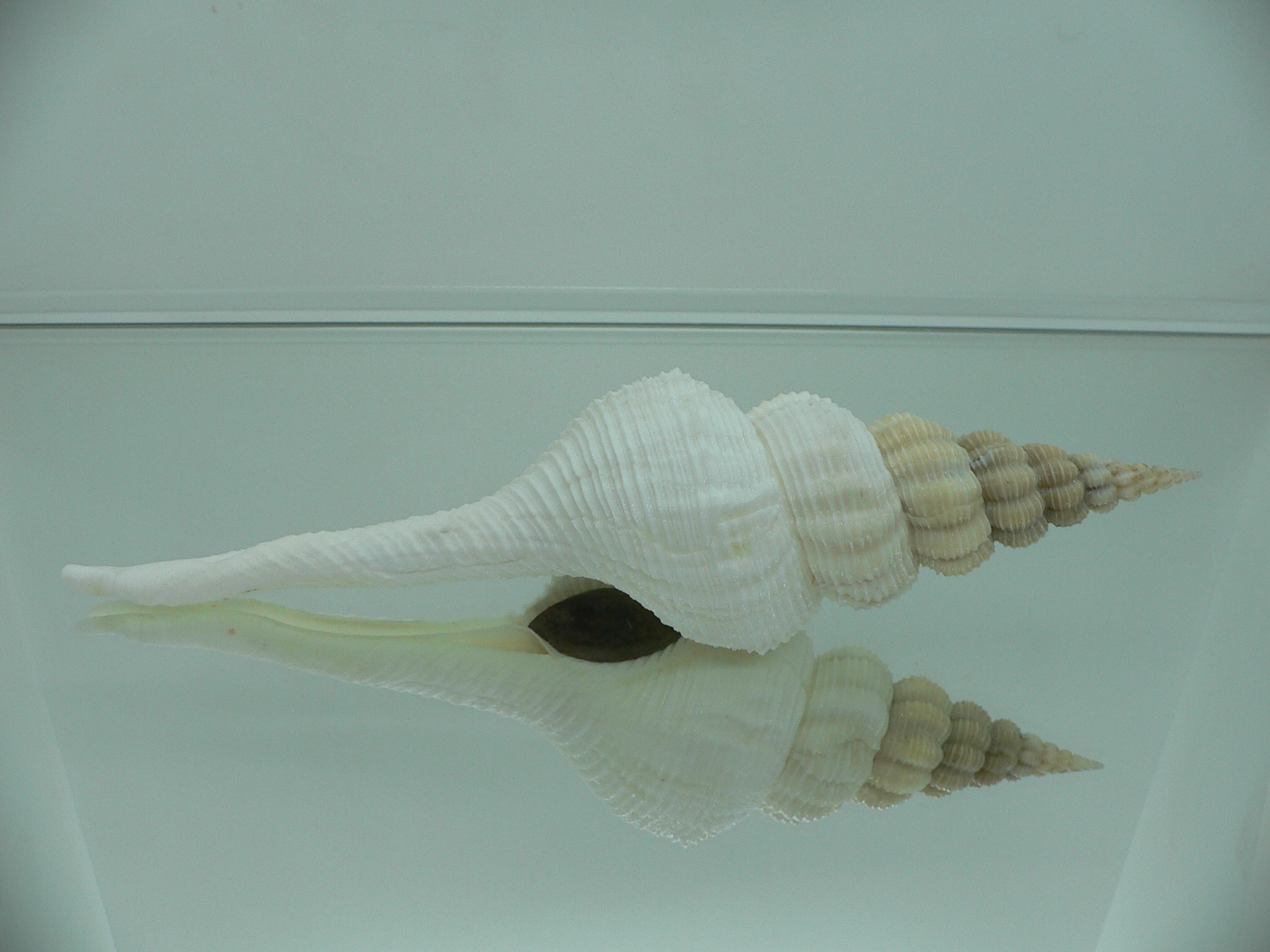 Fusinus salisburyi VERY GOOD SIZE