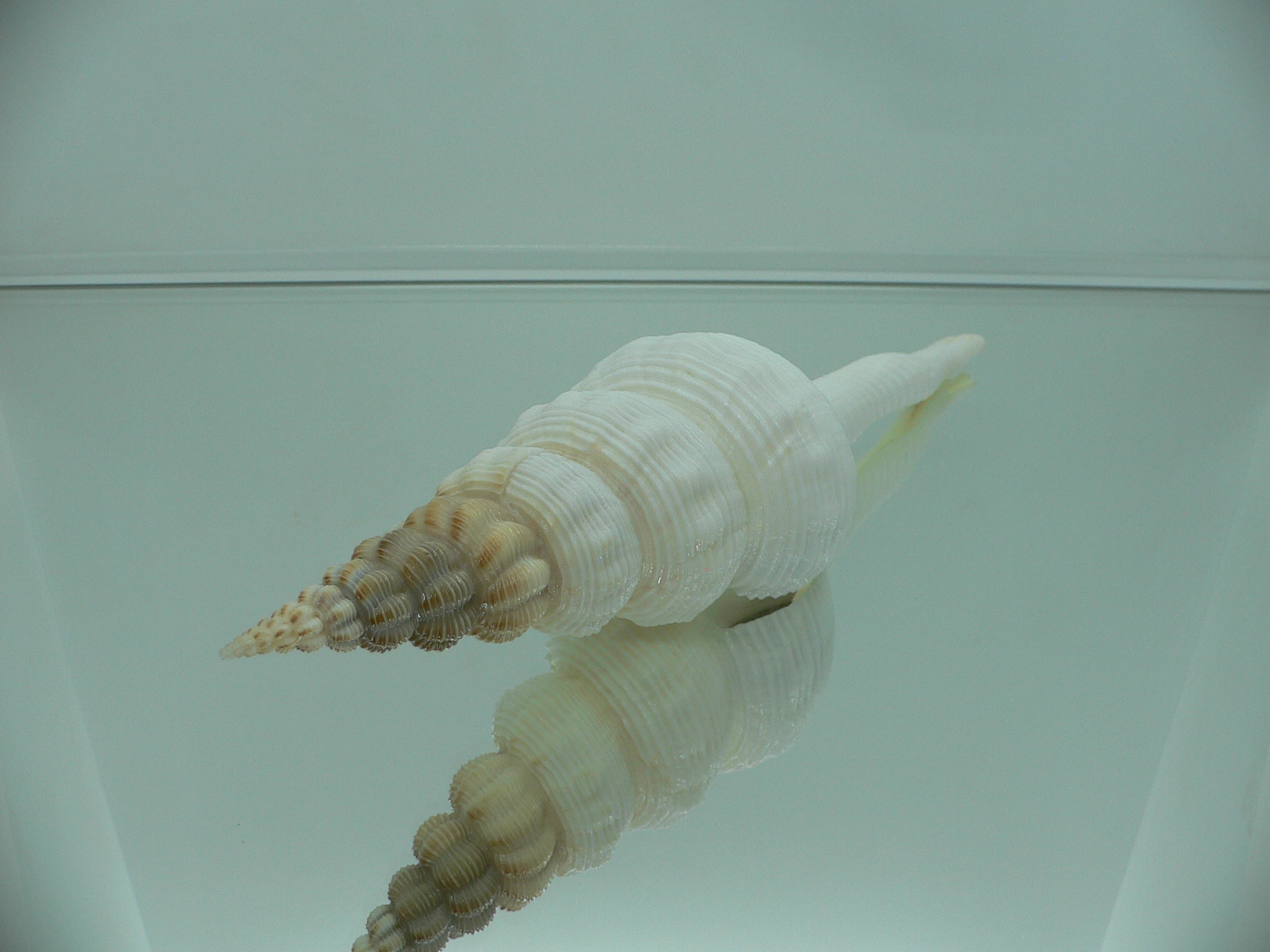 Fusinus salisburyi VERY GOOD SIZE