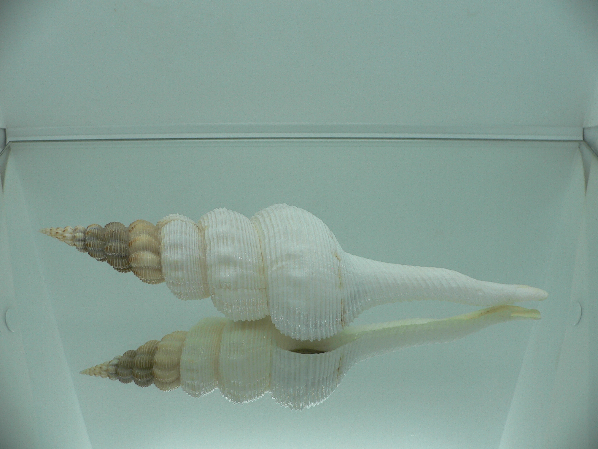 Fusinus salisburyi VERY GOOD SIZE