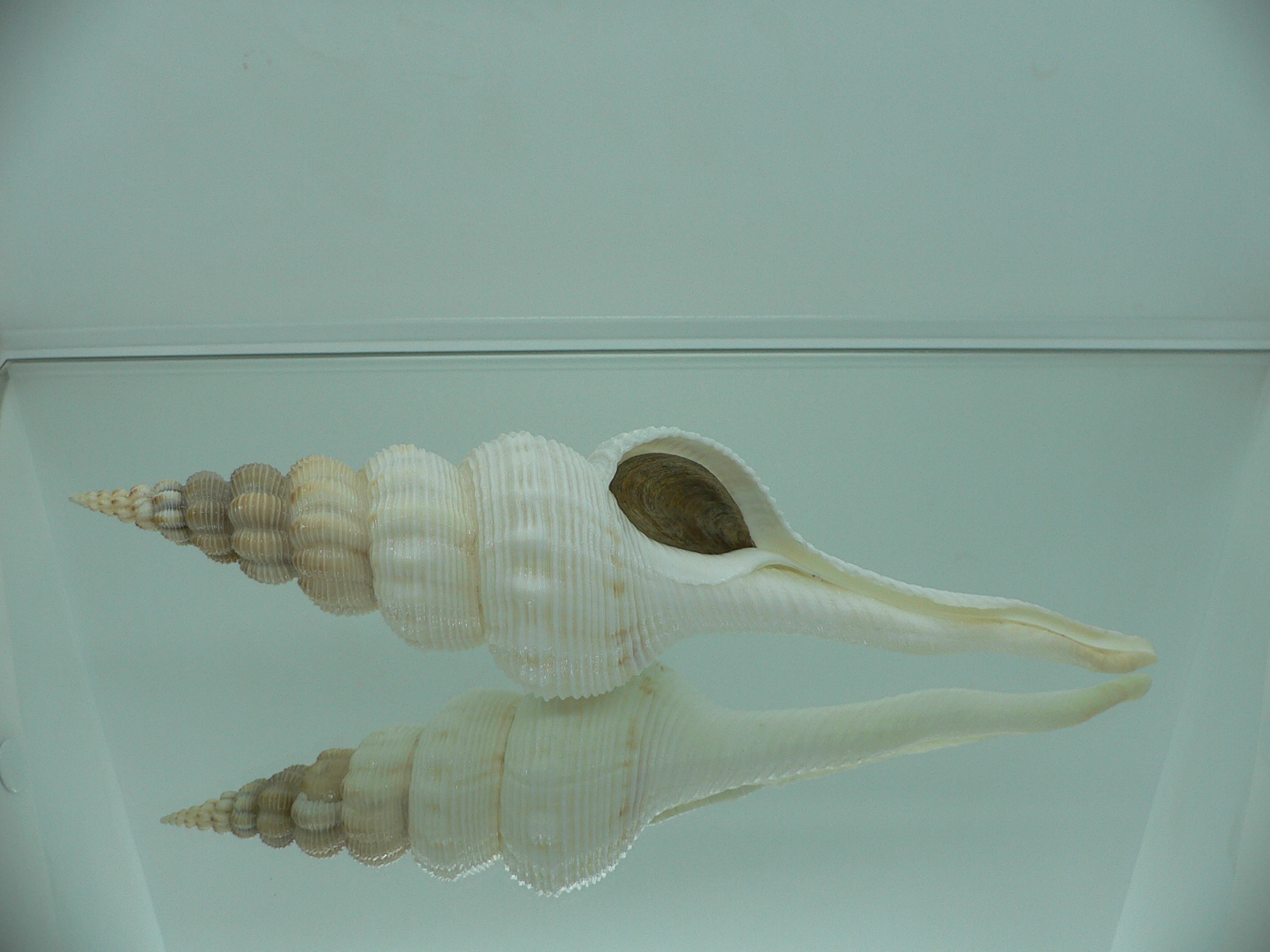 Fusinus salisburyi VERY GOOD SIZE
