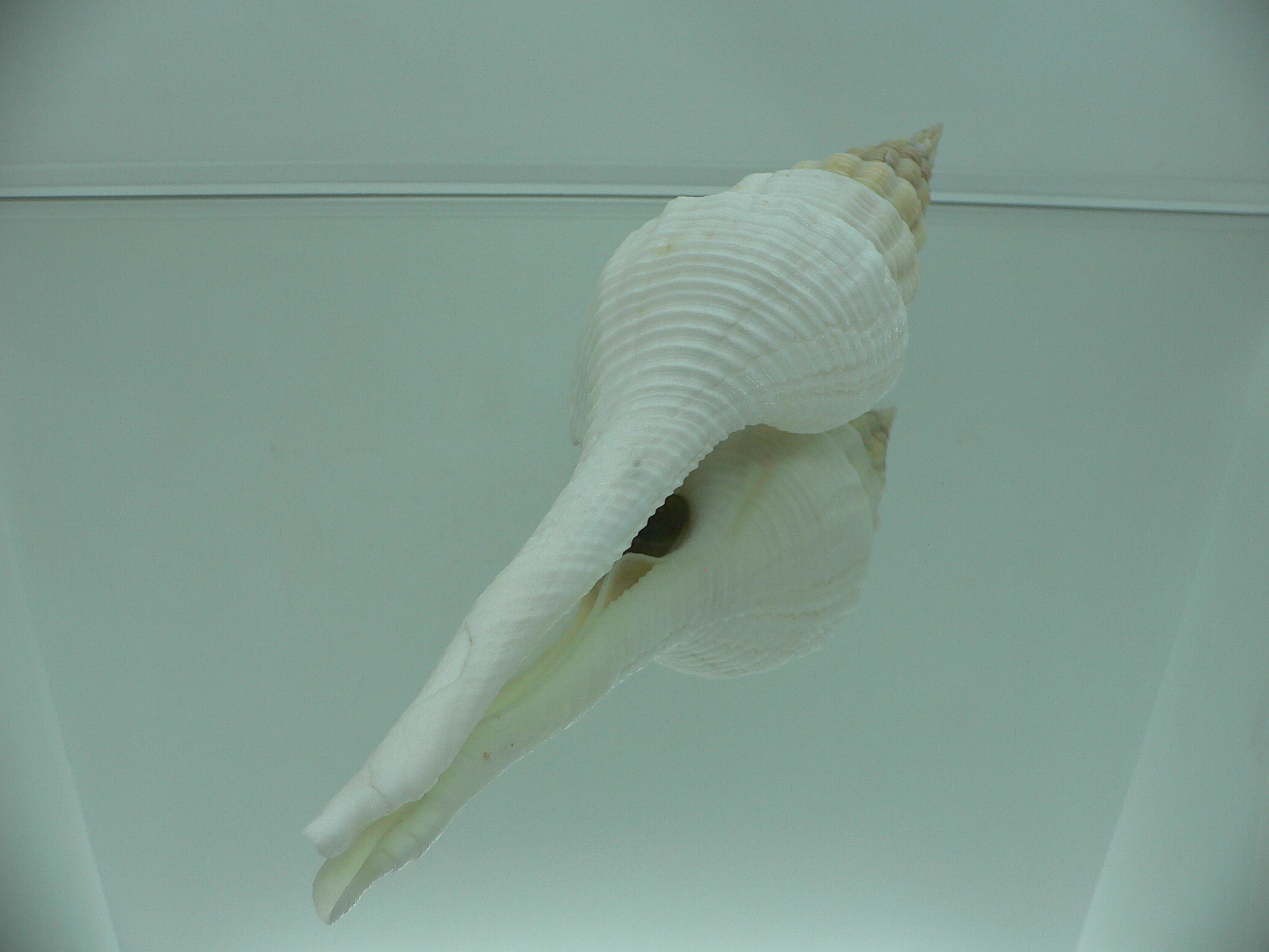 Fusinus salisburyi VERY GOOD SIZE