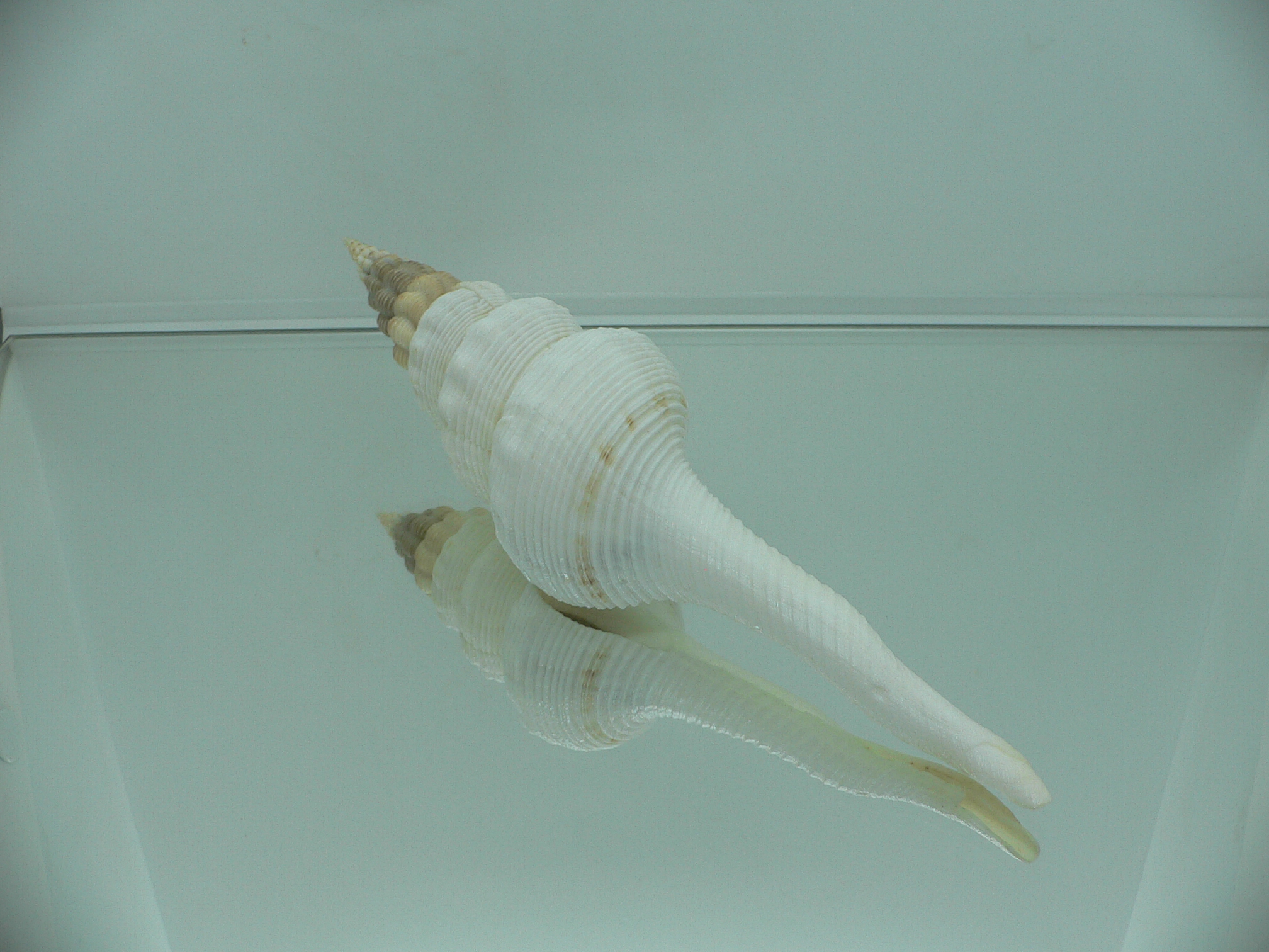 Fusinus salisburyi VERY GOOD SIZE