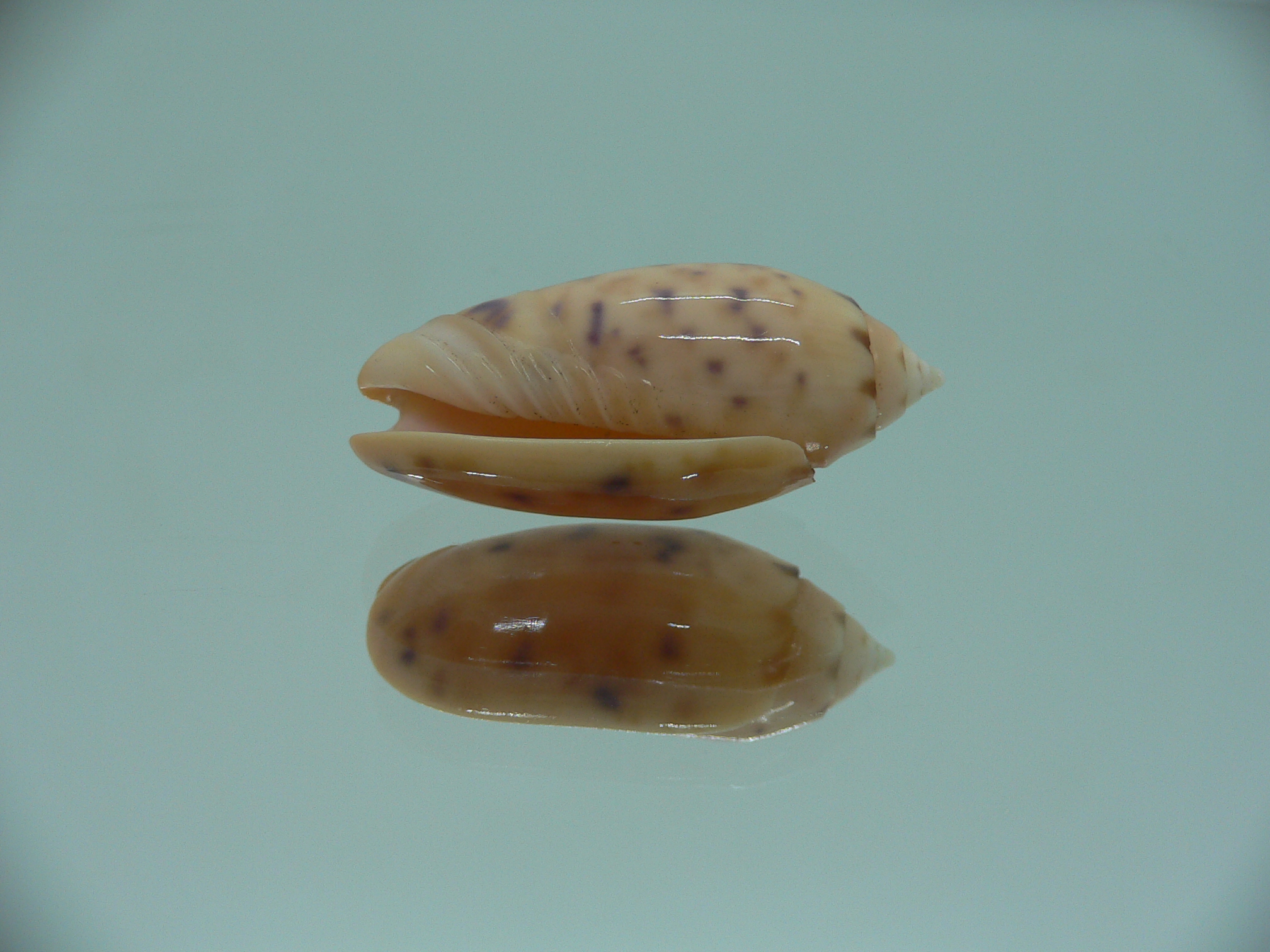 Oliva amethystina f. nebulosa IDEAL