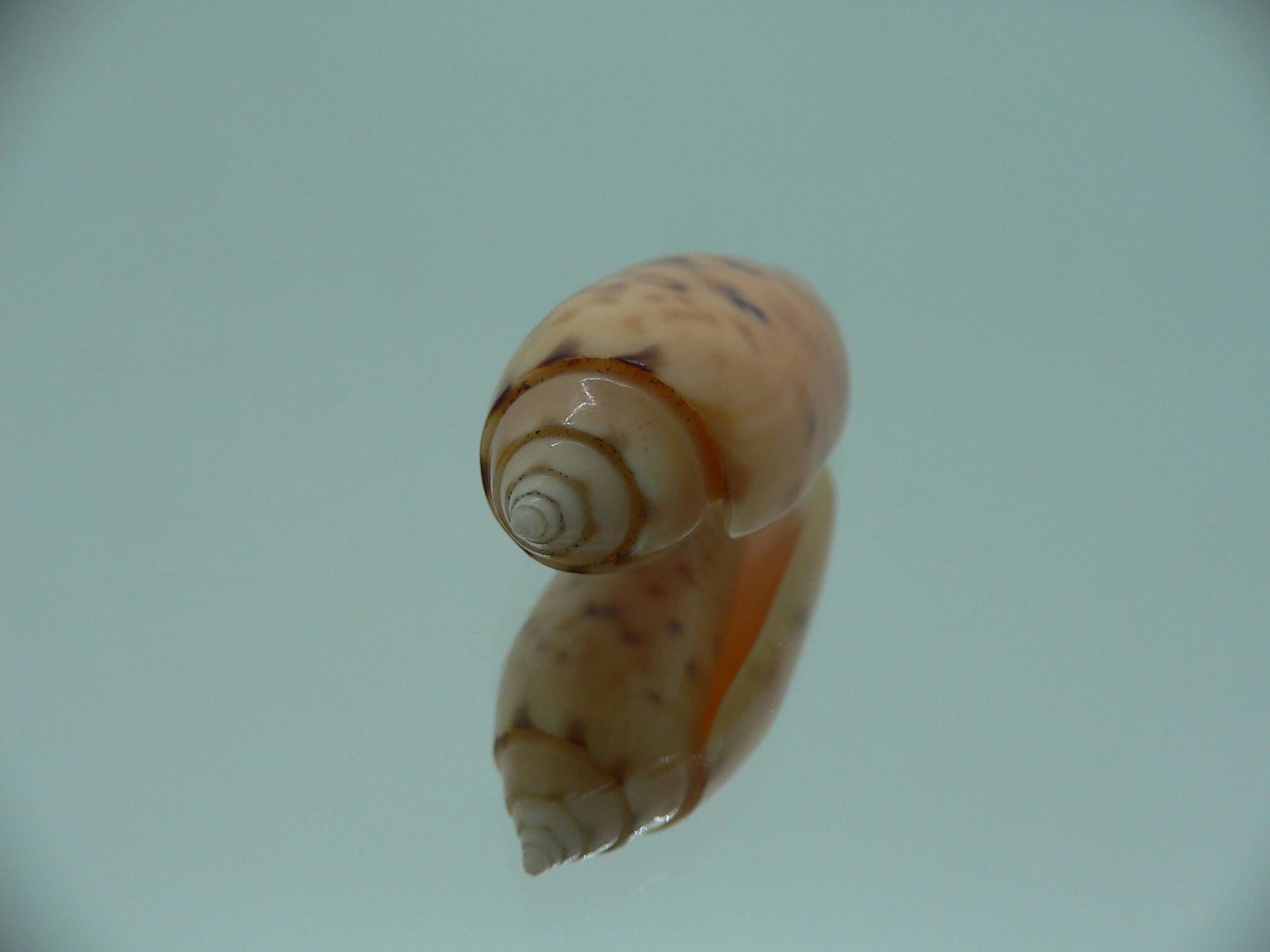 Oliva amethystina f. nebulosa IDEAL