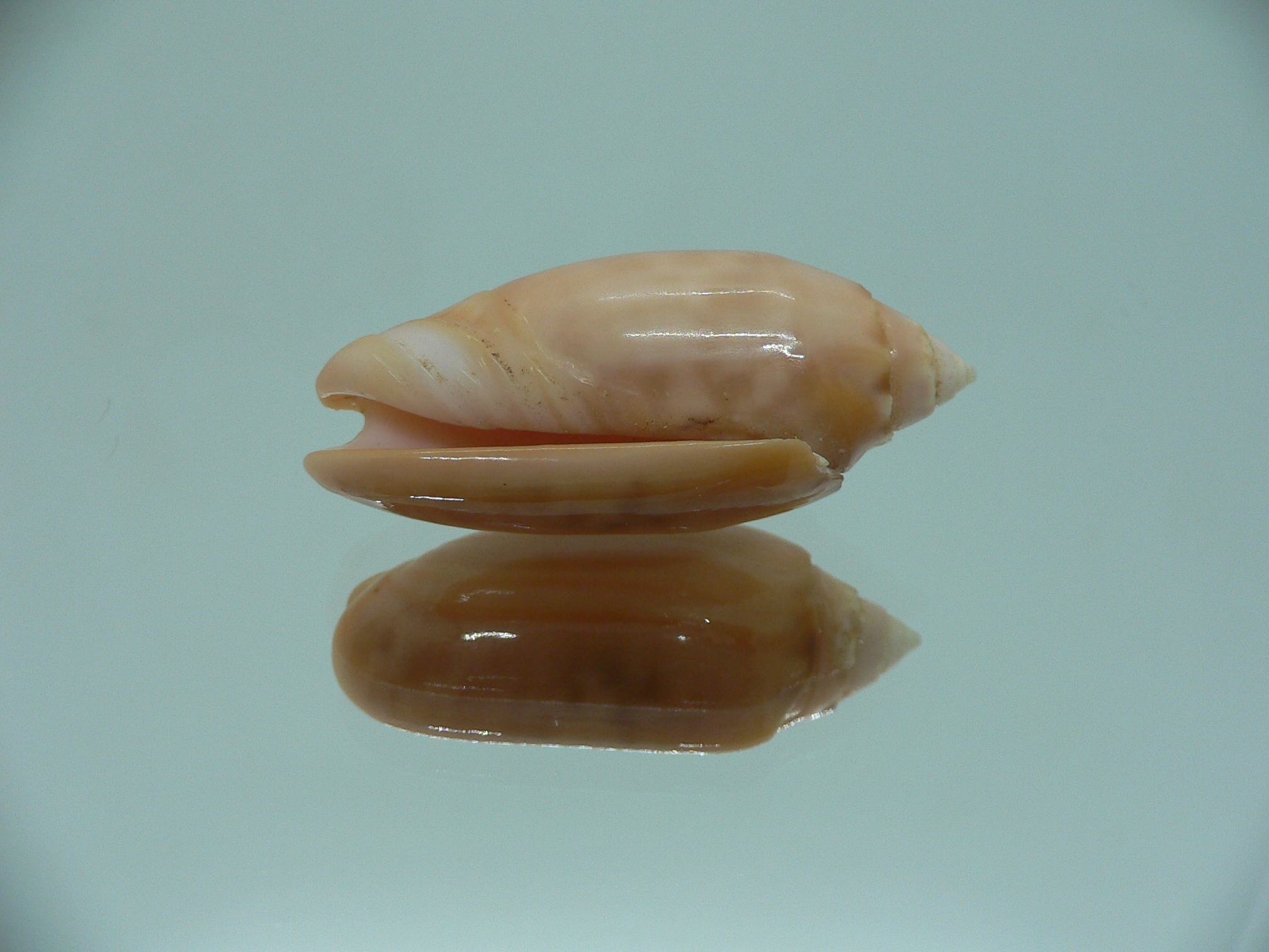 Oliva amethystina f. nebulosa
