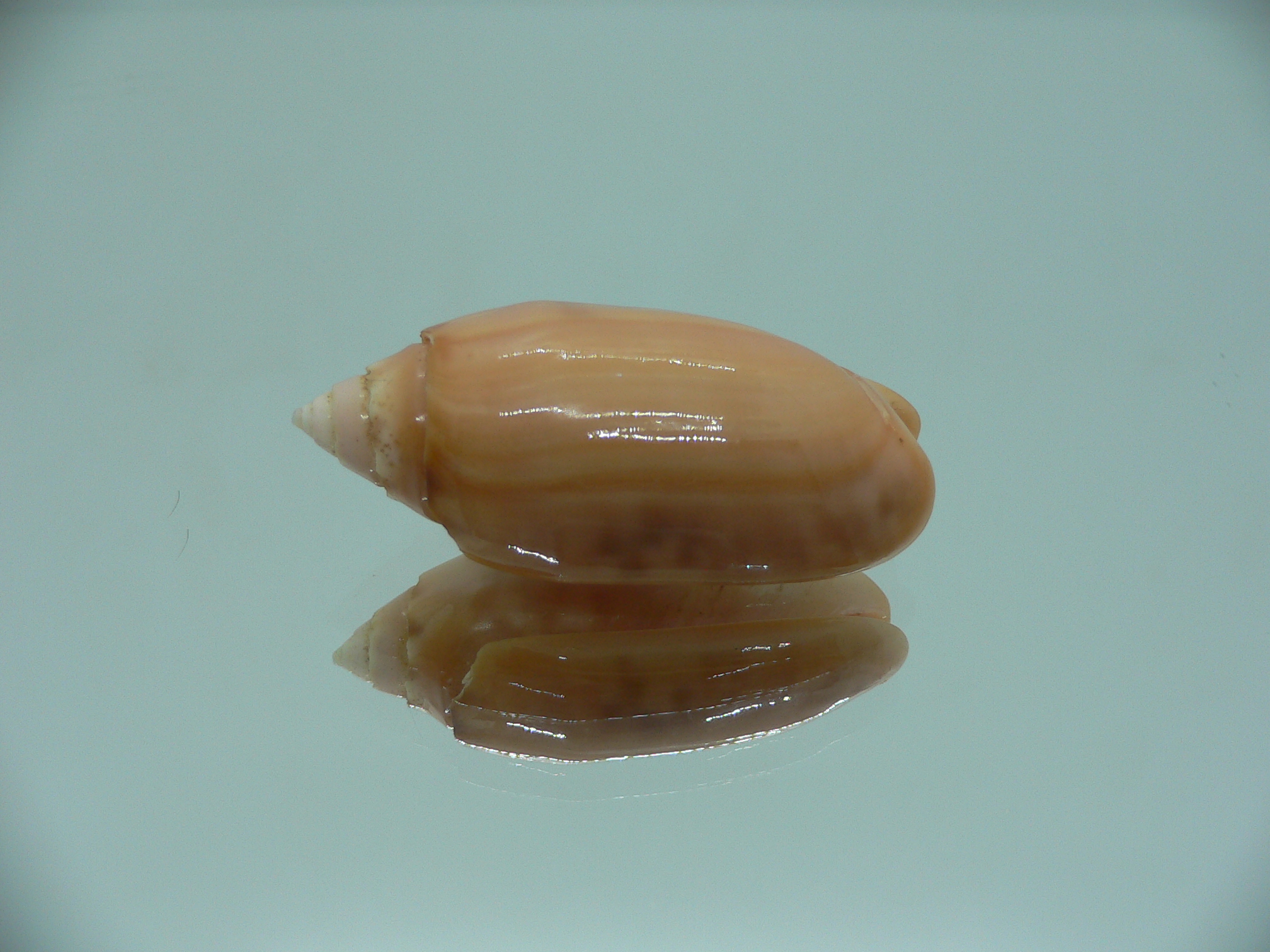 Oliva amethystina f. nebulosa