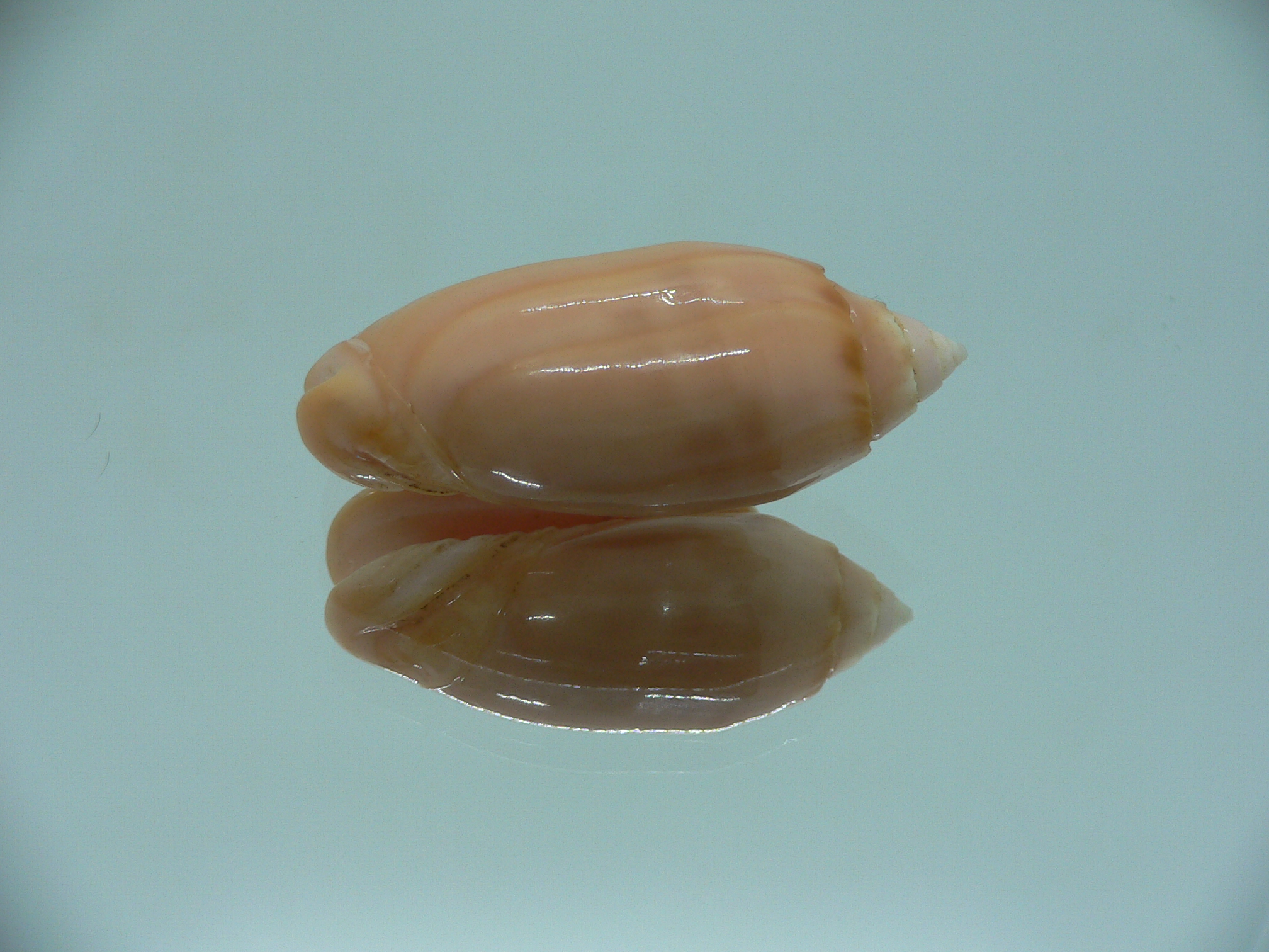 Oliva amethystina f. nebulosa