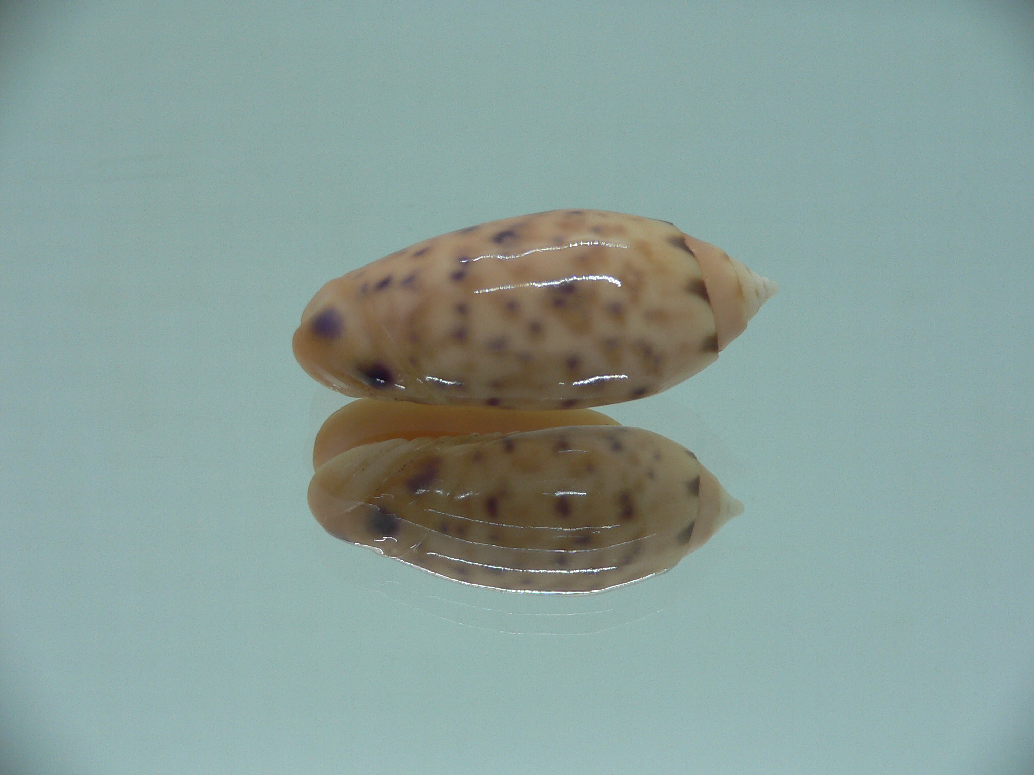 Oliva amethystina f. nebulosa IDEAL