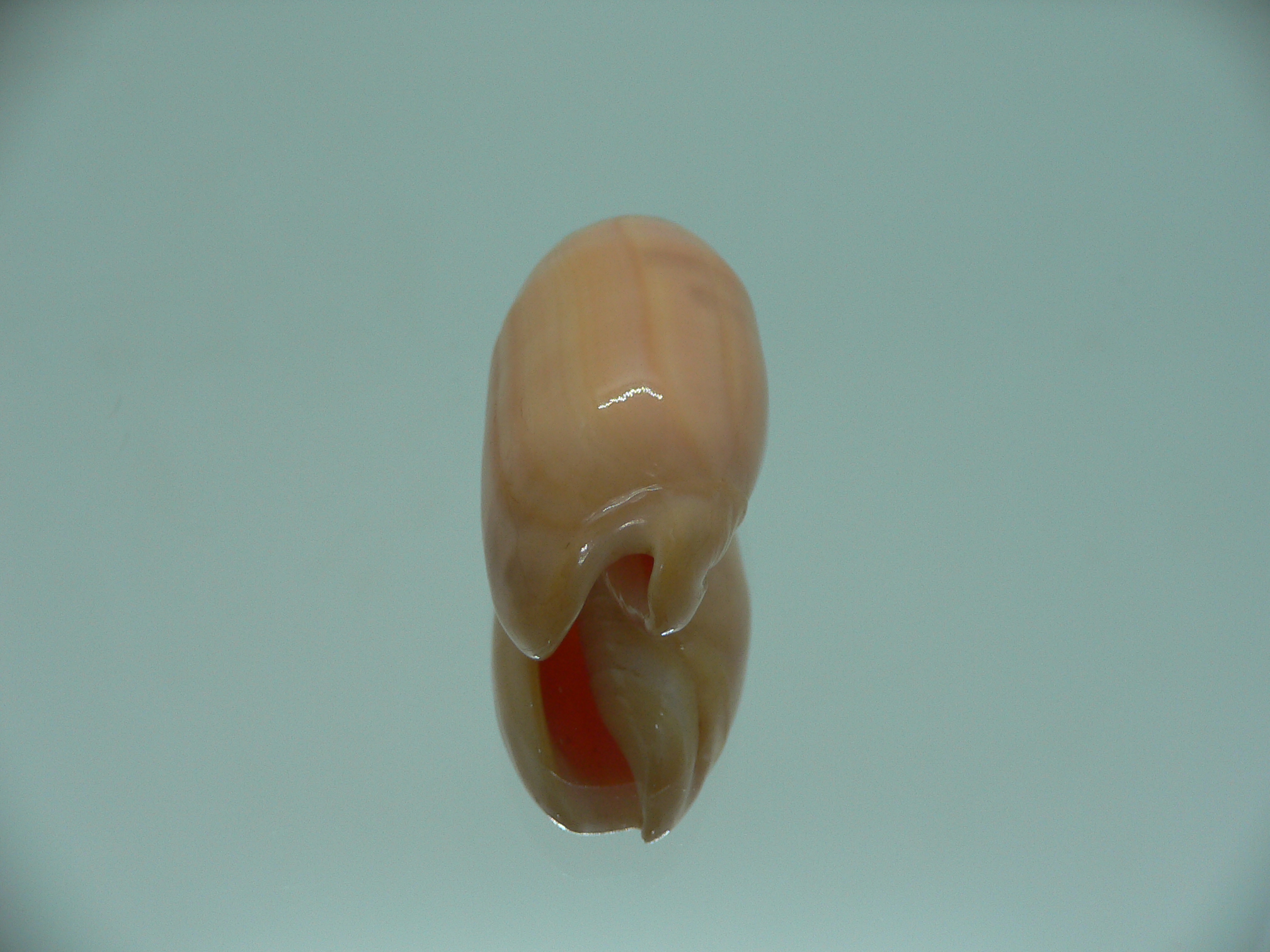 Oliva amethystina f. nebulosa